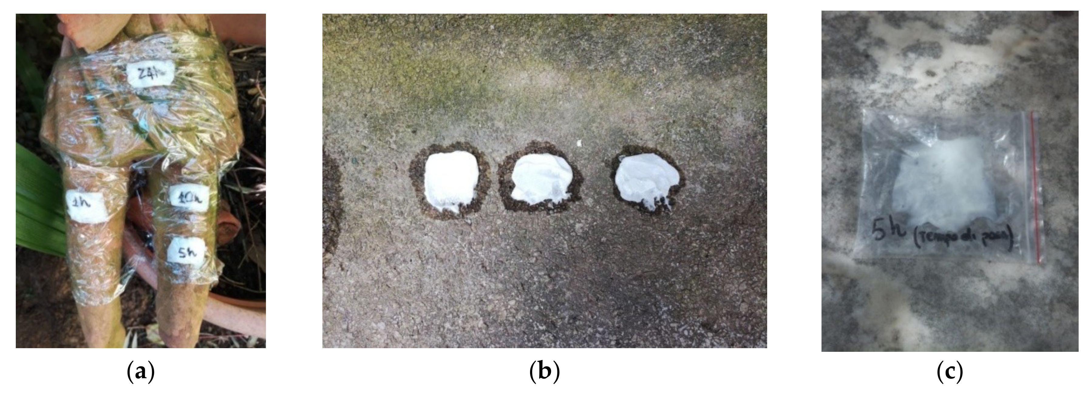 Plants 08 00300 g003