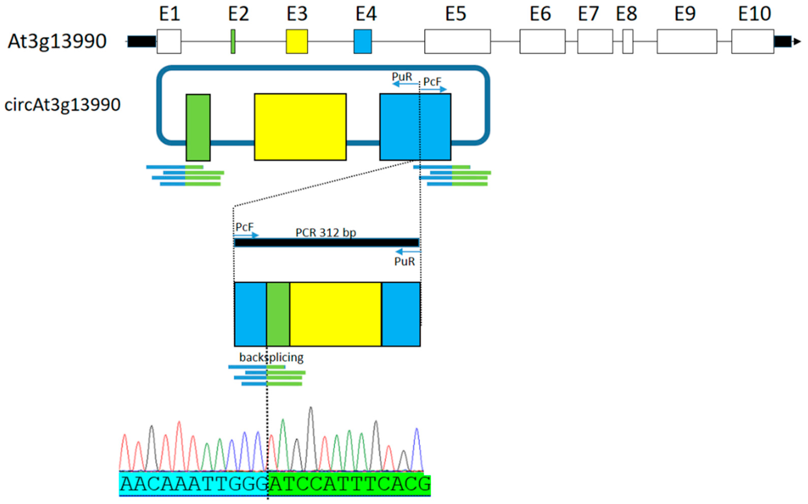 Plants 08 00302 g003 Plants 08 00302 g003