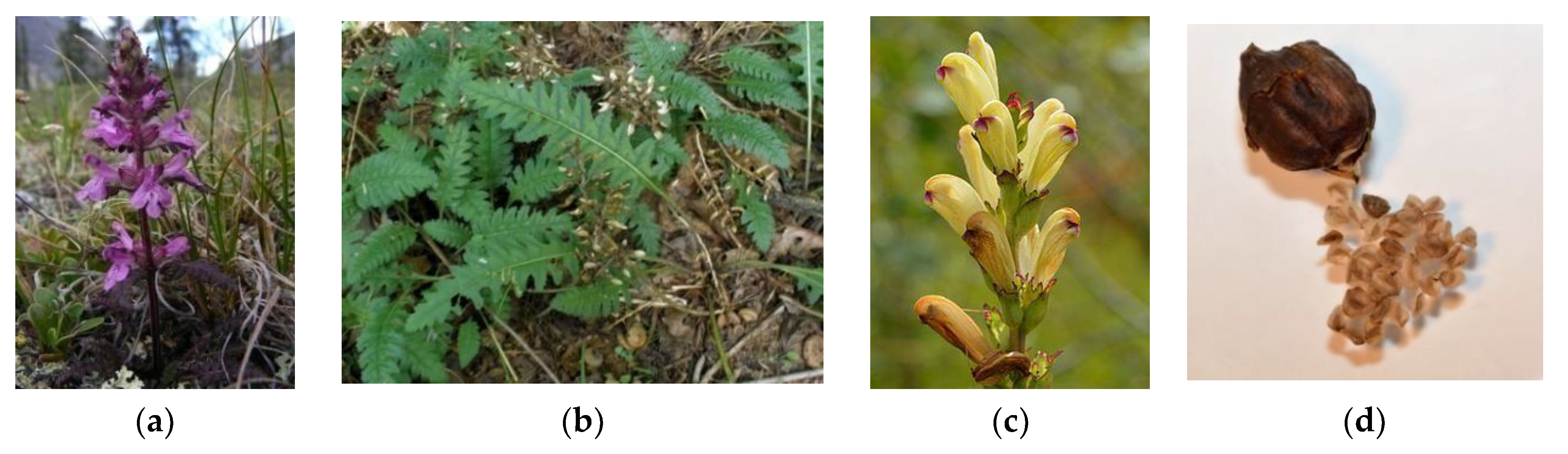 Plants | Free Full-Text | Pedicularis L. Genus: Systematics 