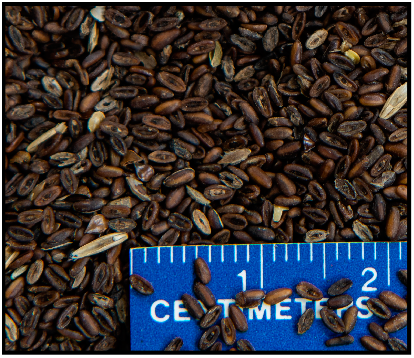 Plants 08 00308 g001 550