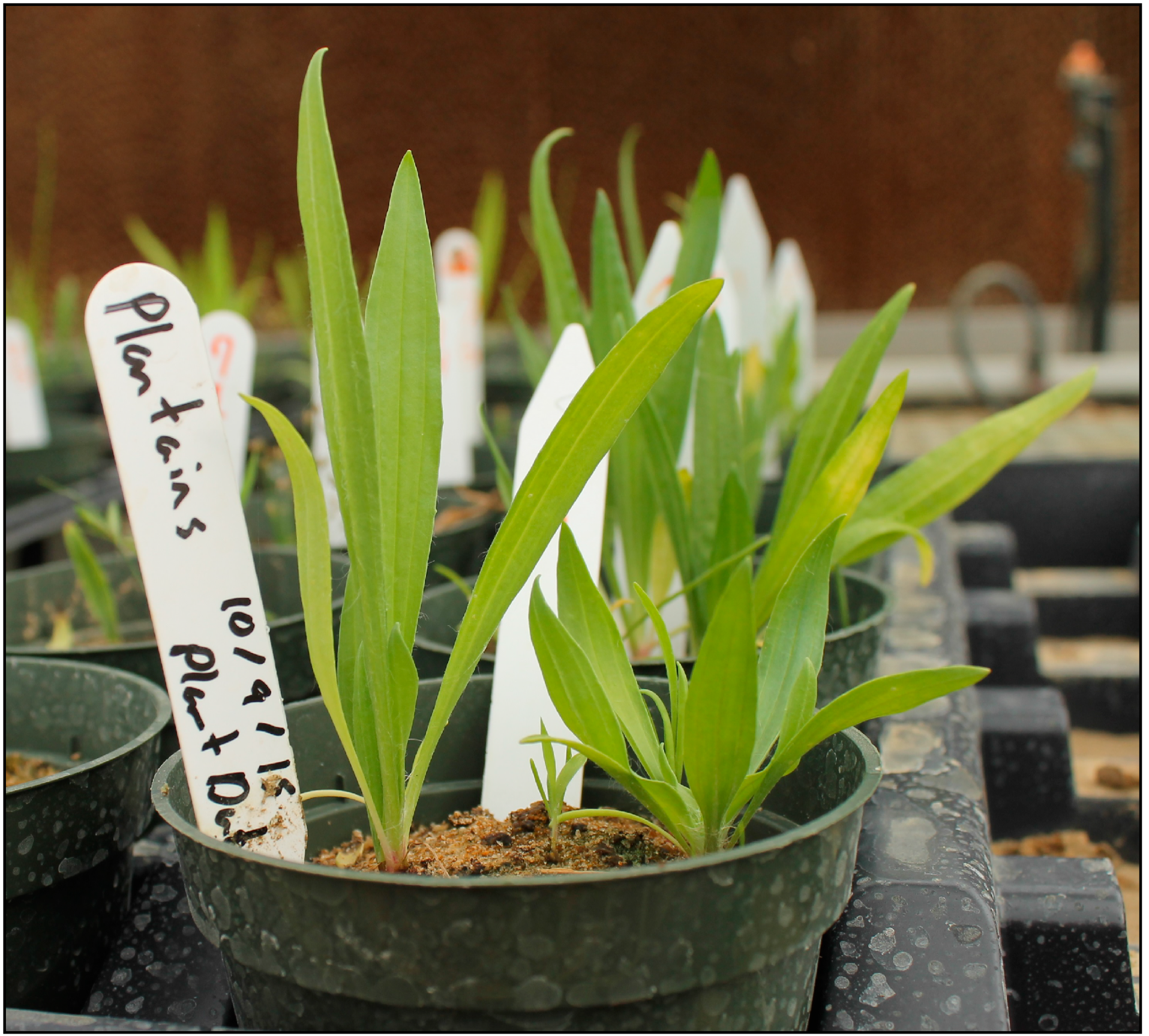 Plants 08 00308 g003 550