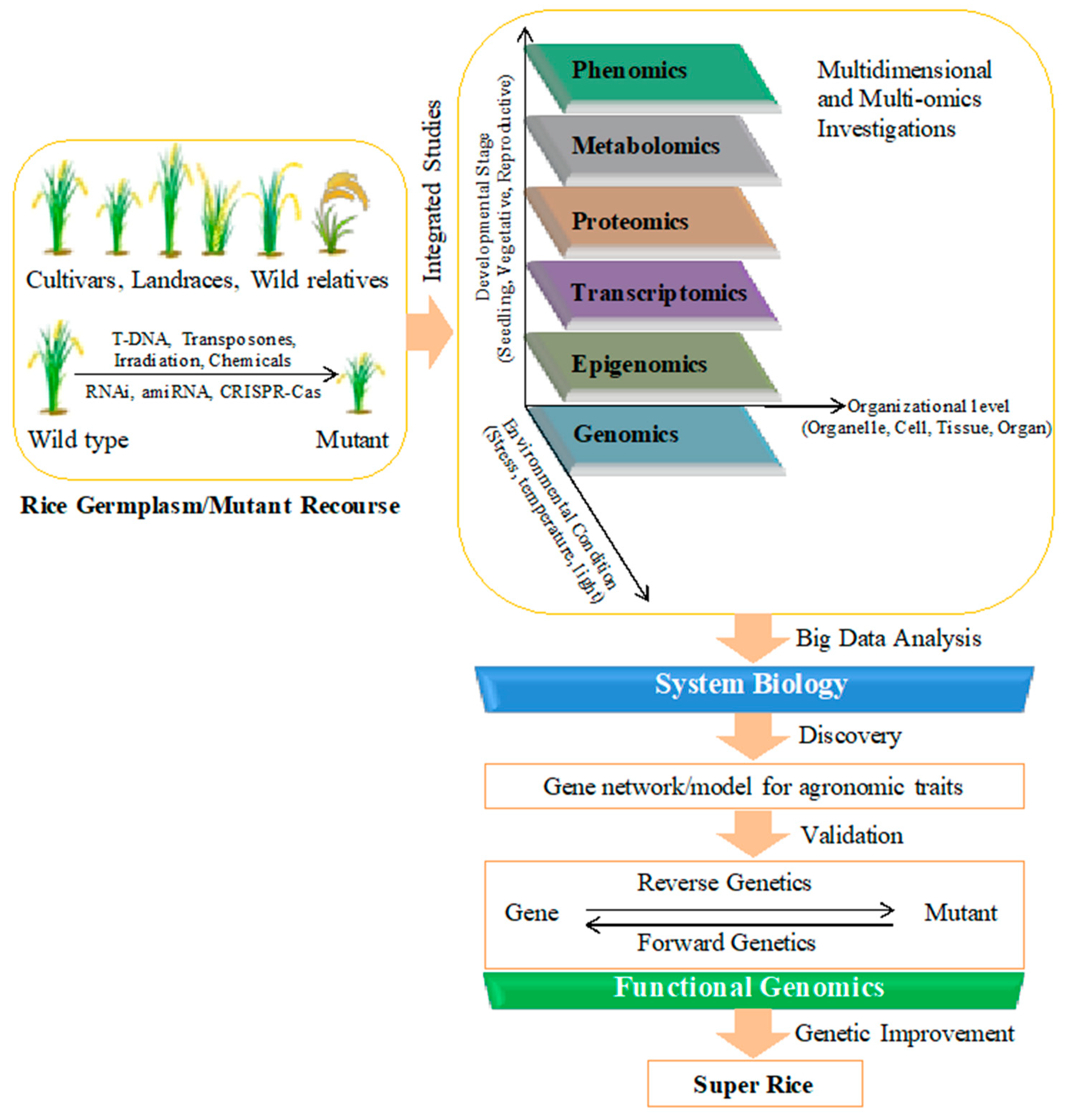 Plant Functional Genomics (Methods in Molecular Biology, Vol. 236)