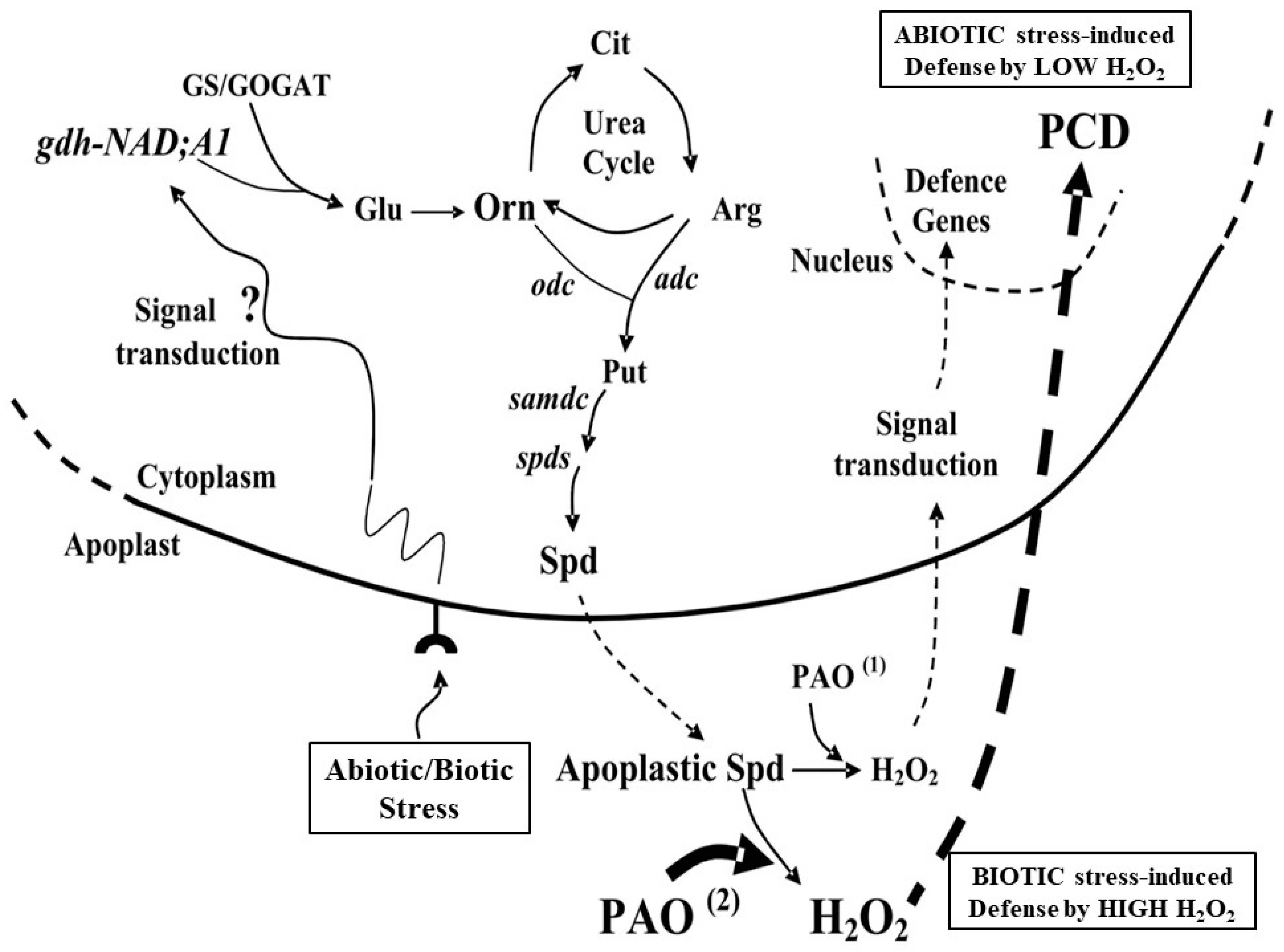Plants 08 00315 g001