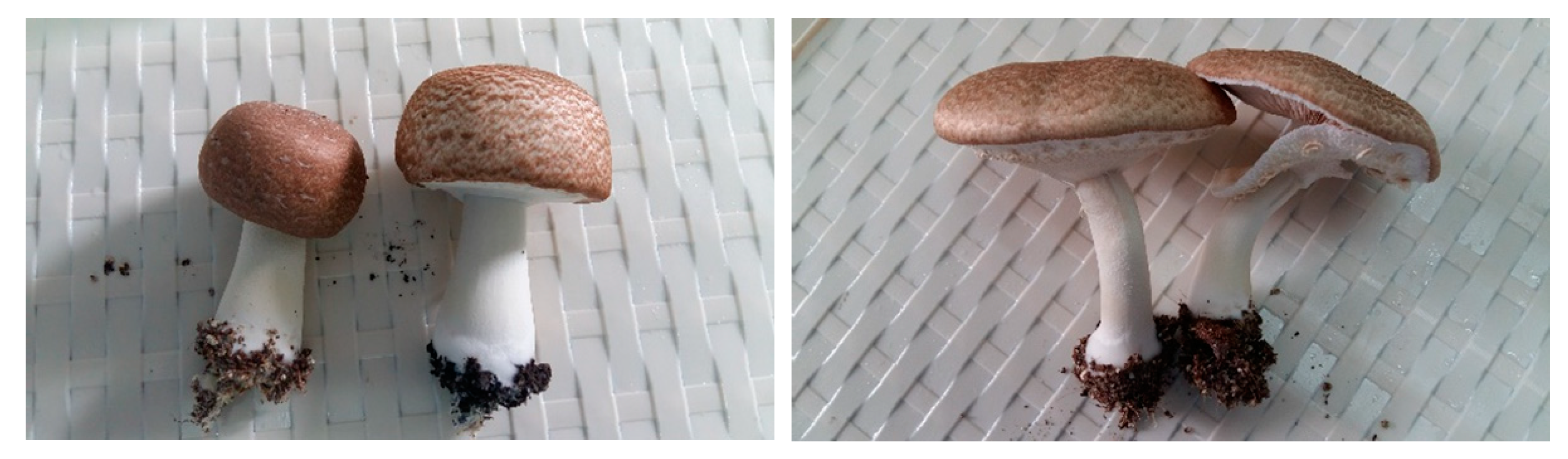 Plants 08 00316 g009