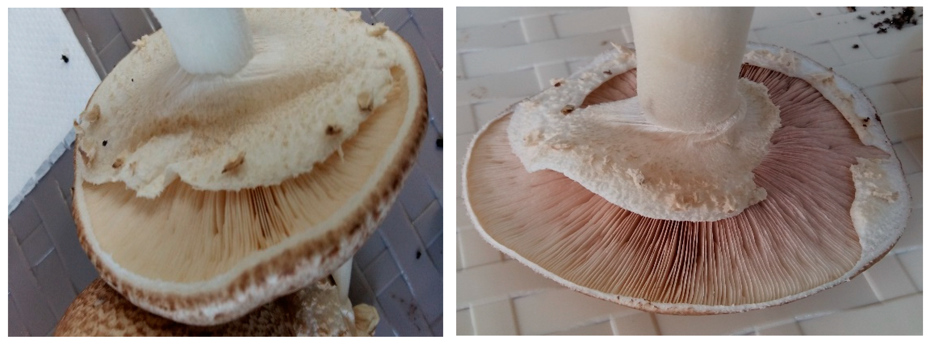 Plants 08 00316 g010