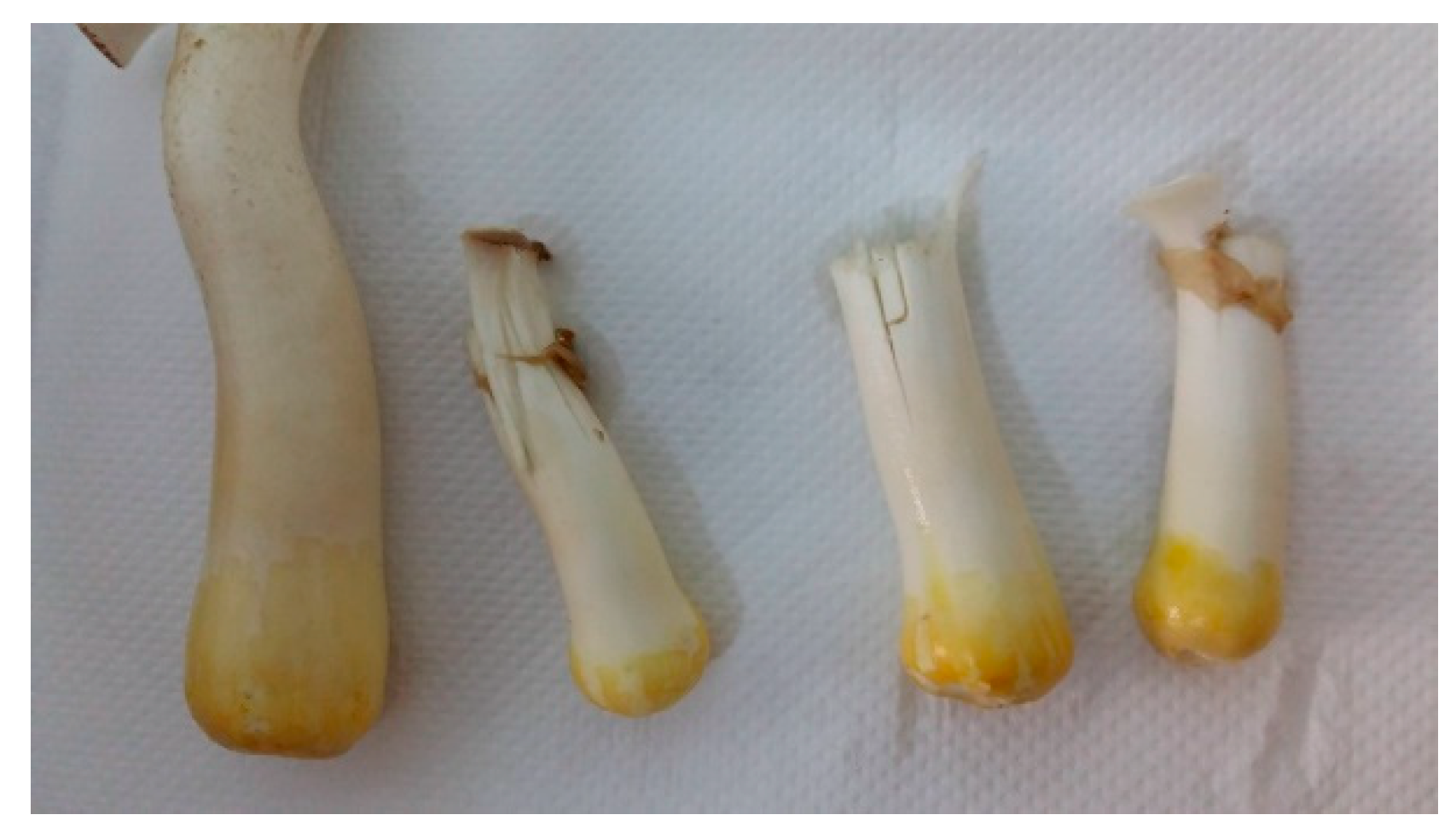 Plants 08 00316 g011