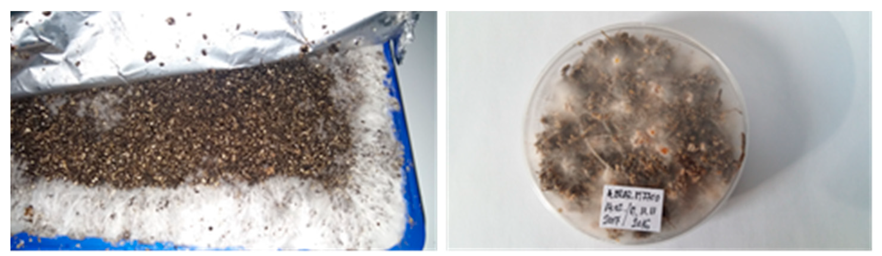 Plants 08 00316 g0a4