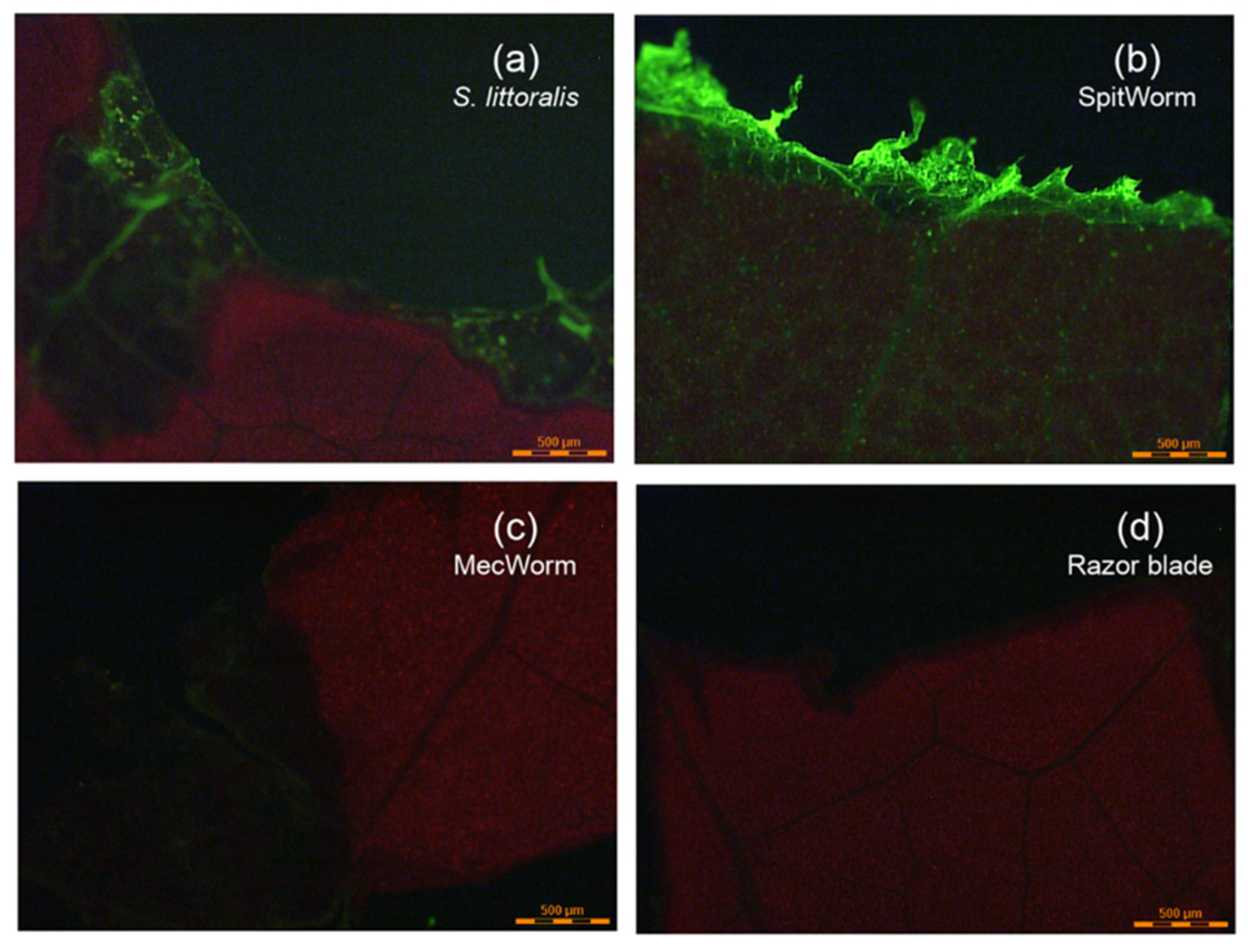 Plants 08 00318 g005