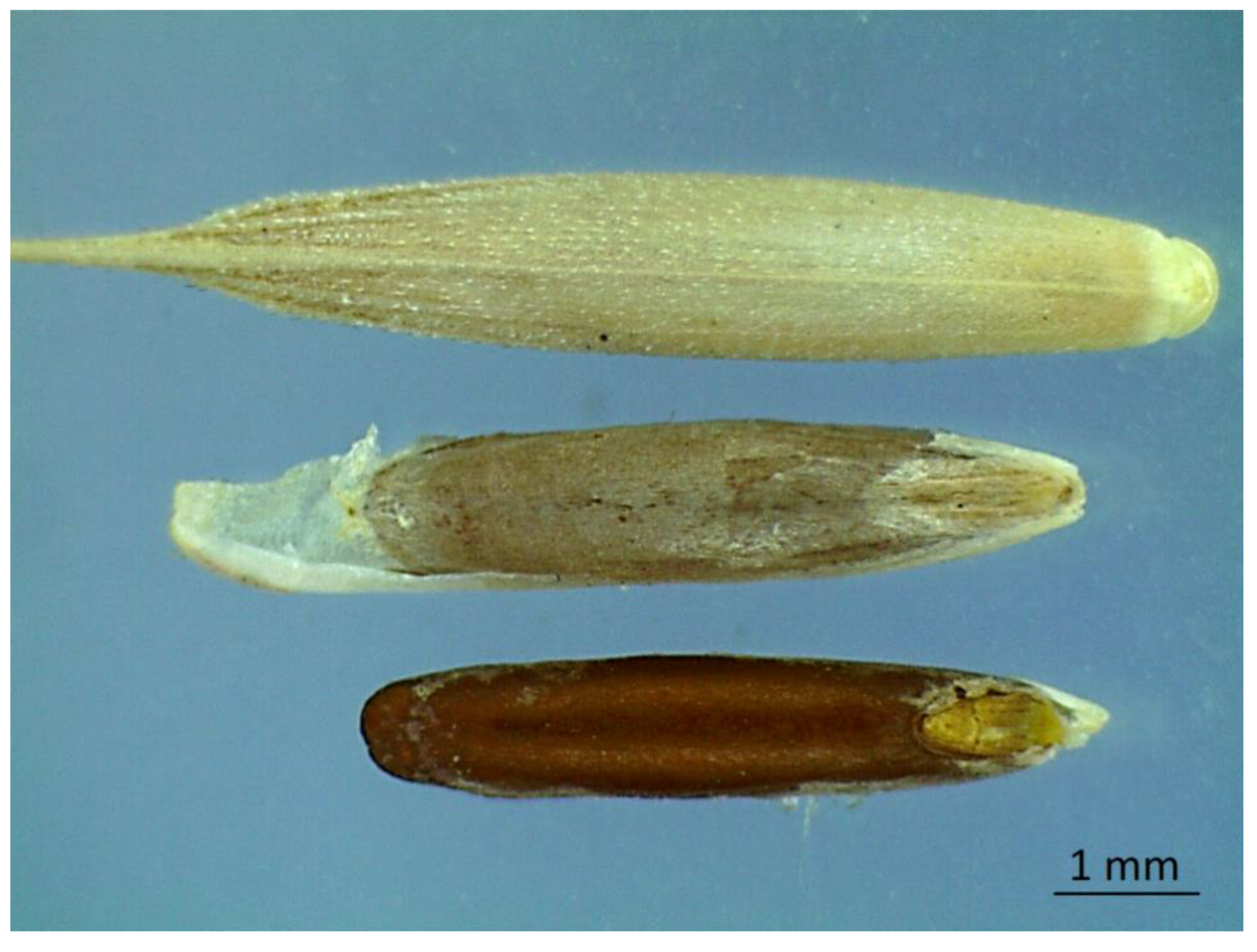 Plants 08 00322 g001 Plants 08 00322 g001