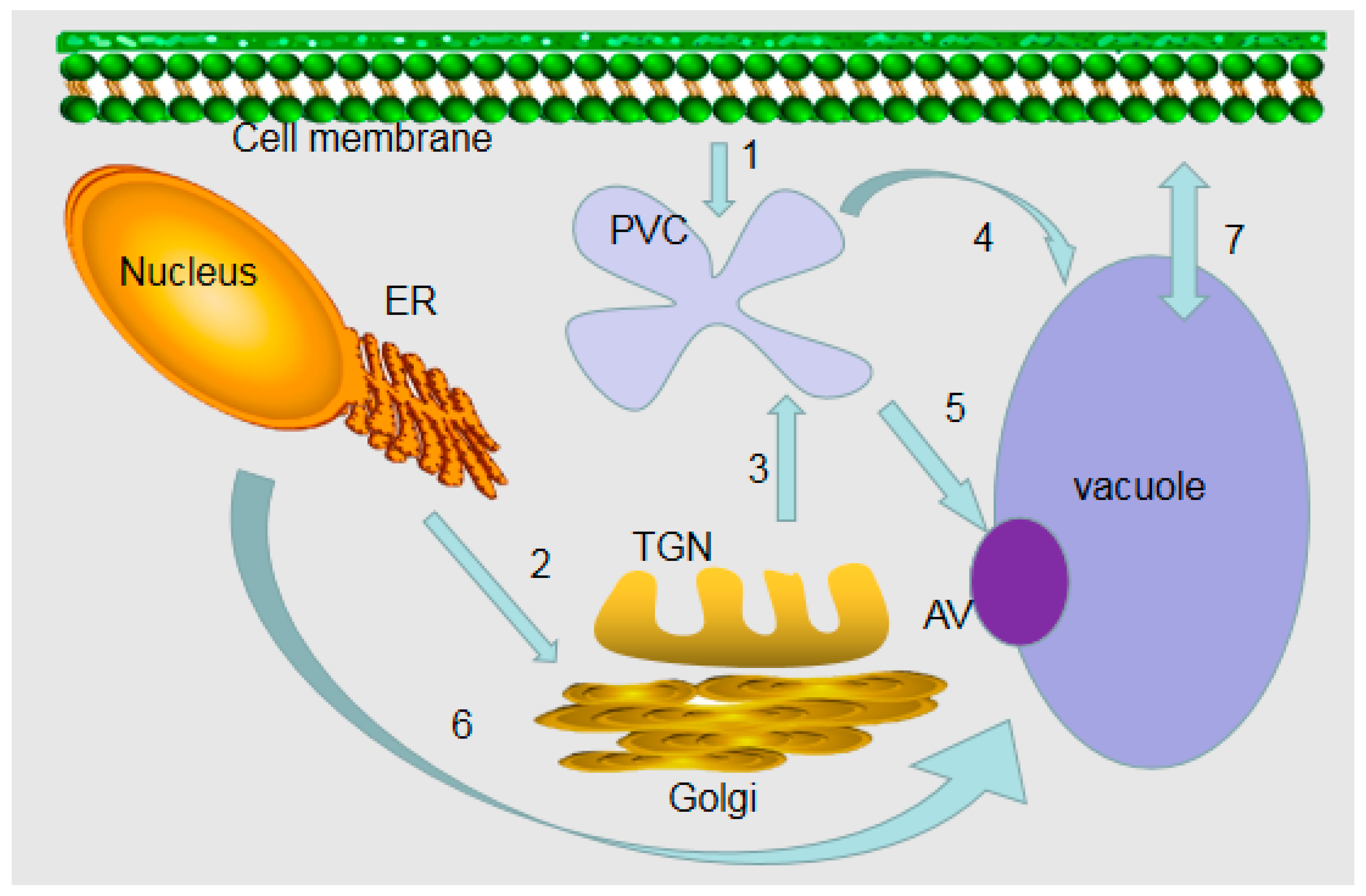 Animal Cell Vacuole Location : Animal Cell Structure Function Types And Defination / Vacuoles are distributed throughout the cell's cytoplasm.
