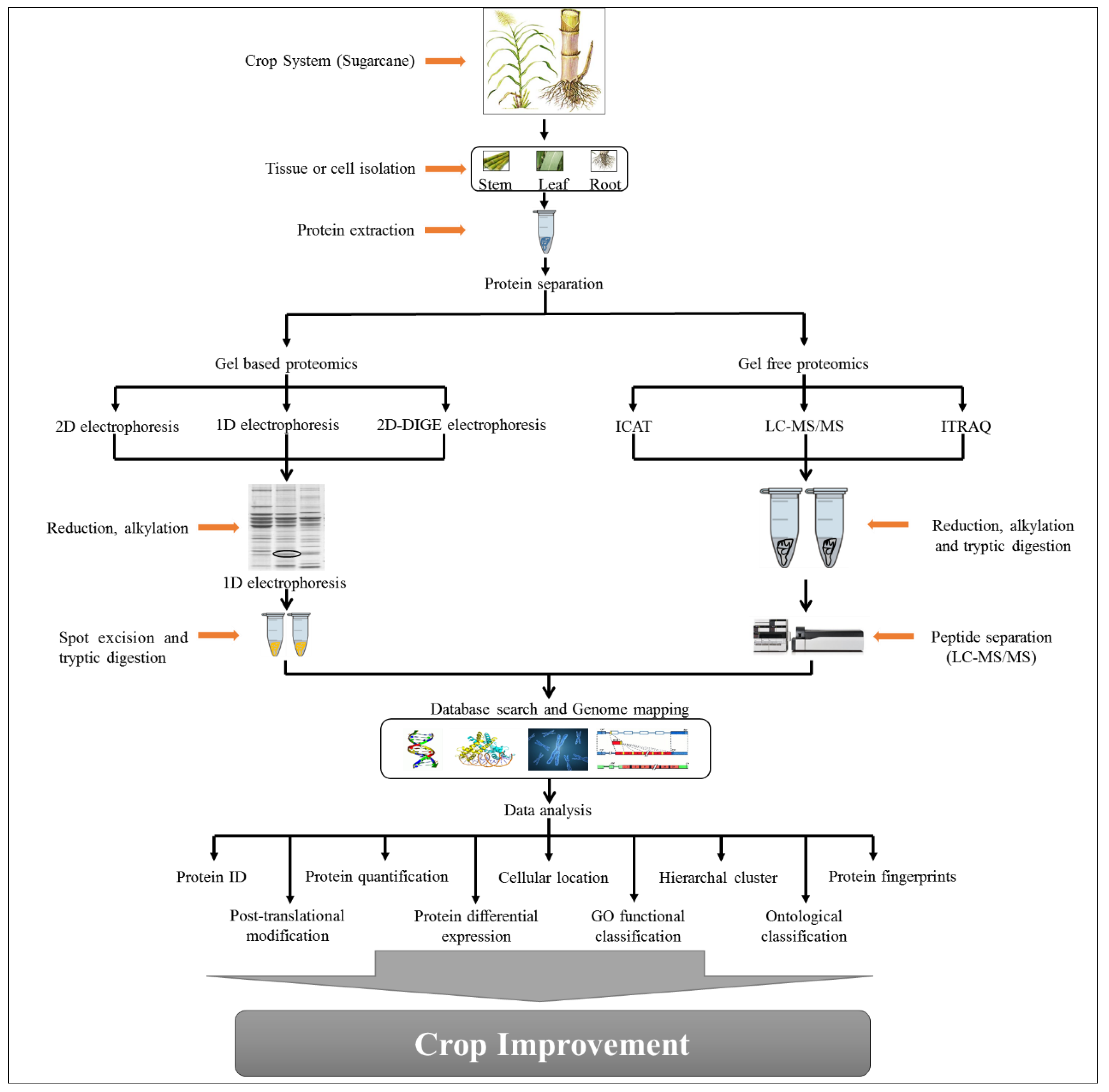 Plants 08 00344 g003