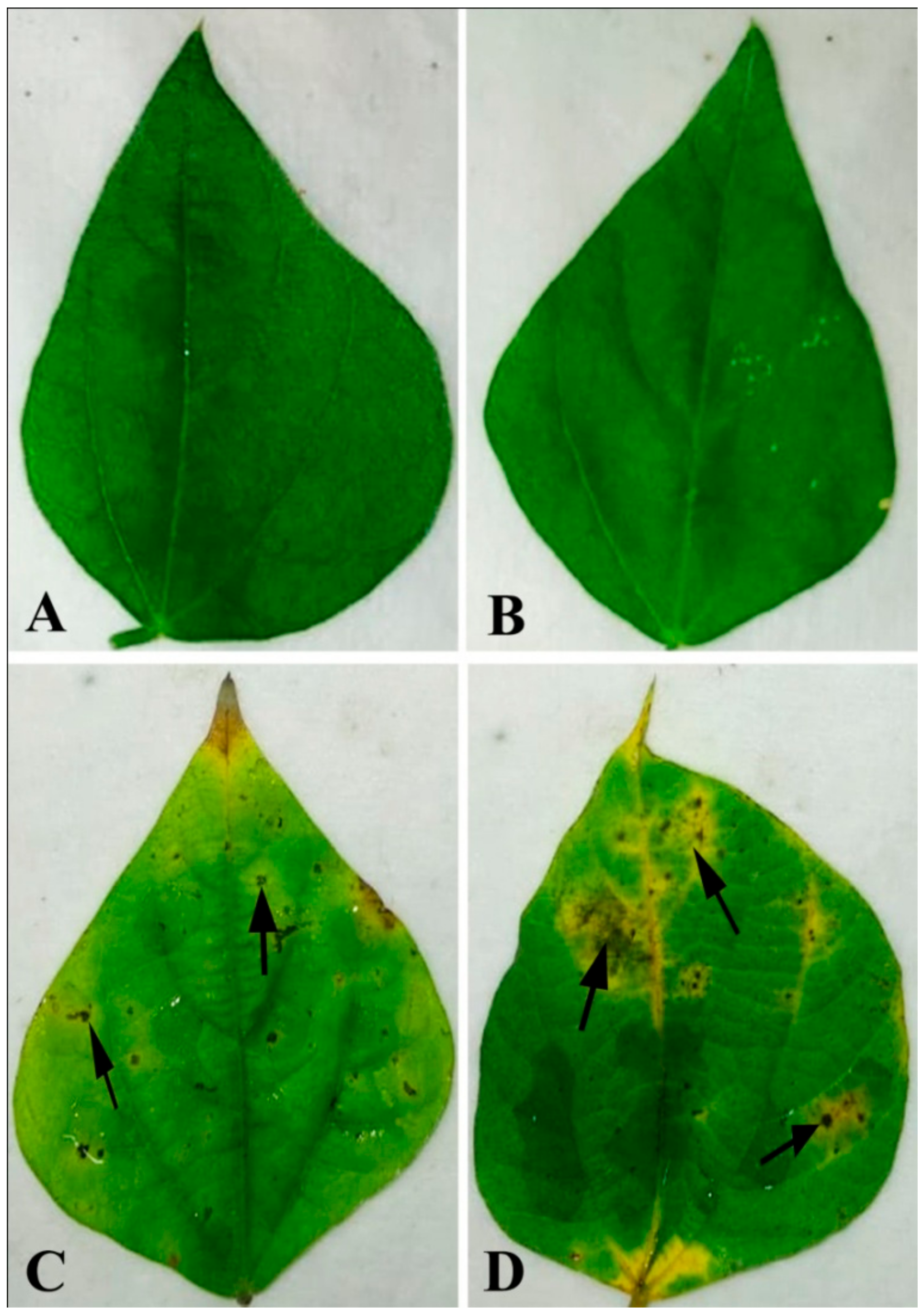 Plants 08 00345 g001