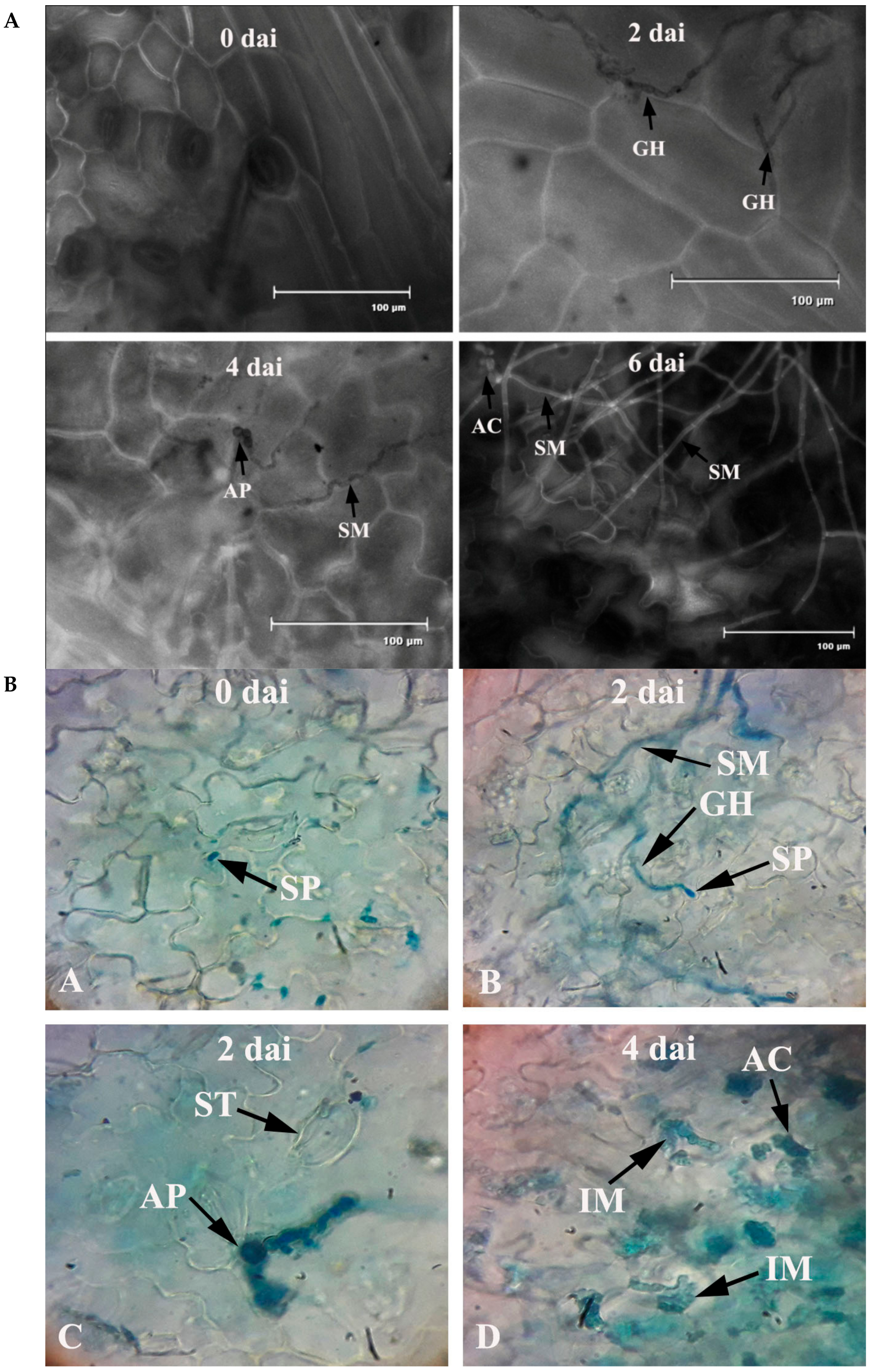 Plants 08 00345 g002