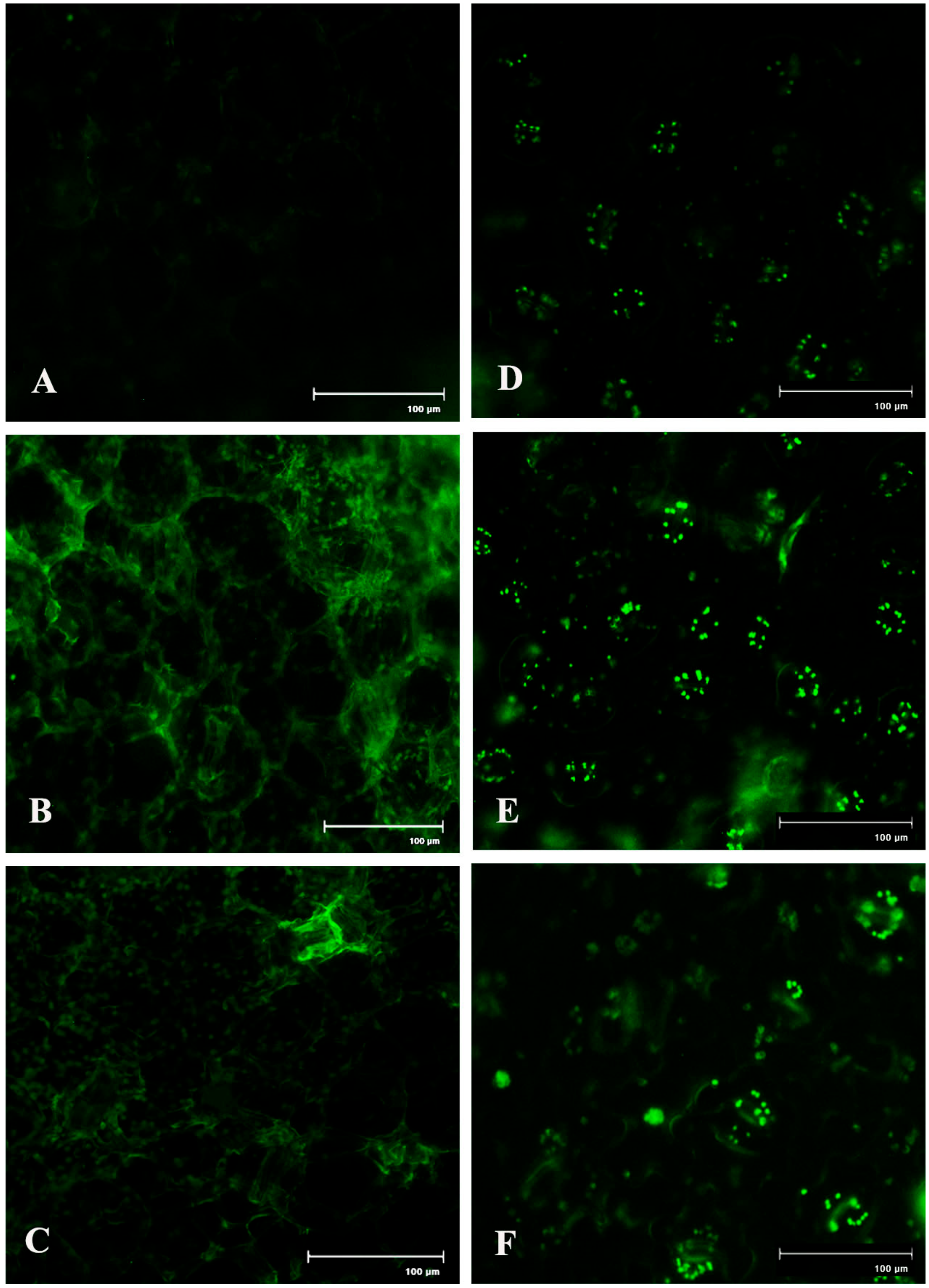 Plants 08 00345 g007