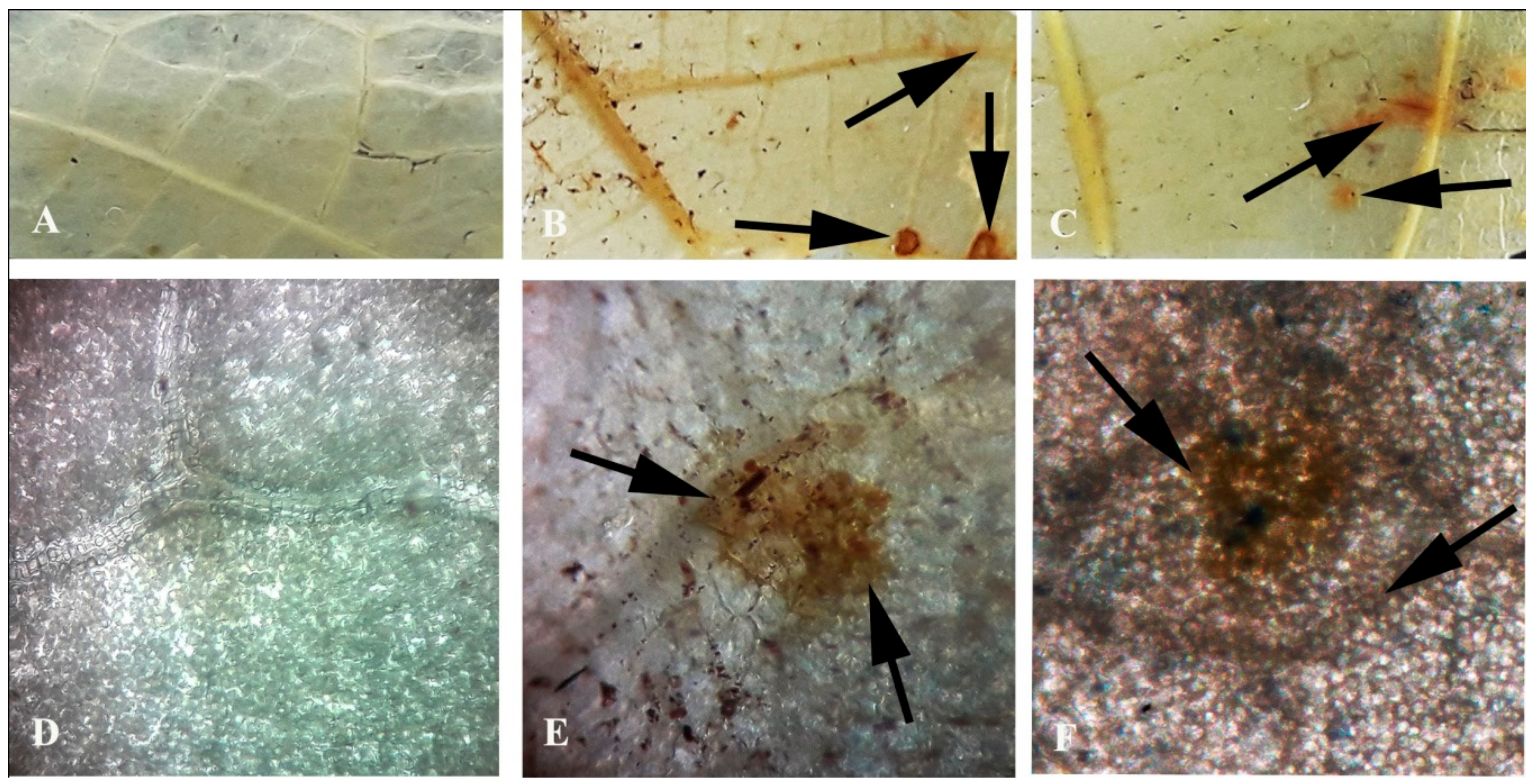 Plants 08 00345 g008