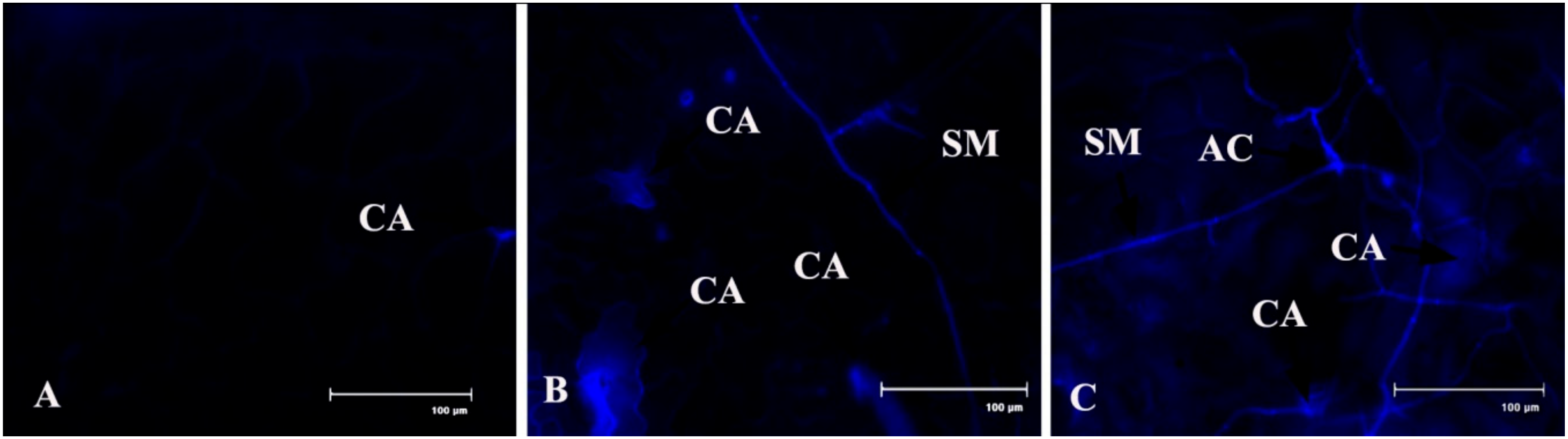 Plants 08 00345 g011