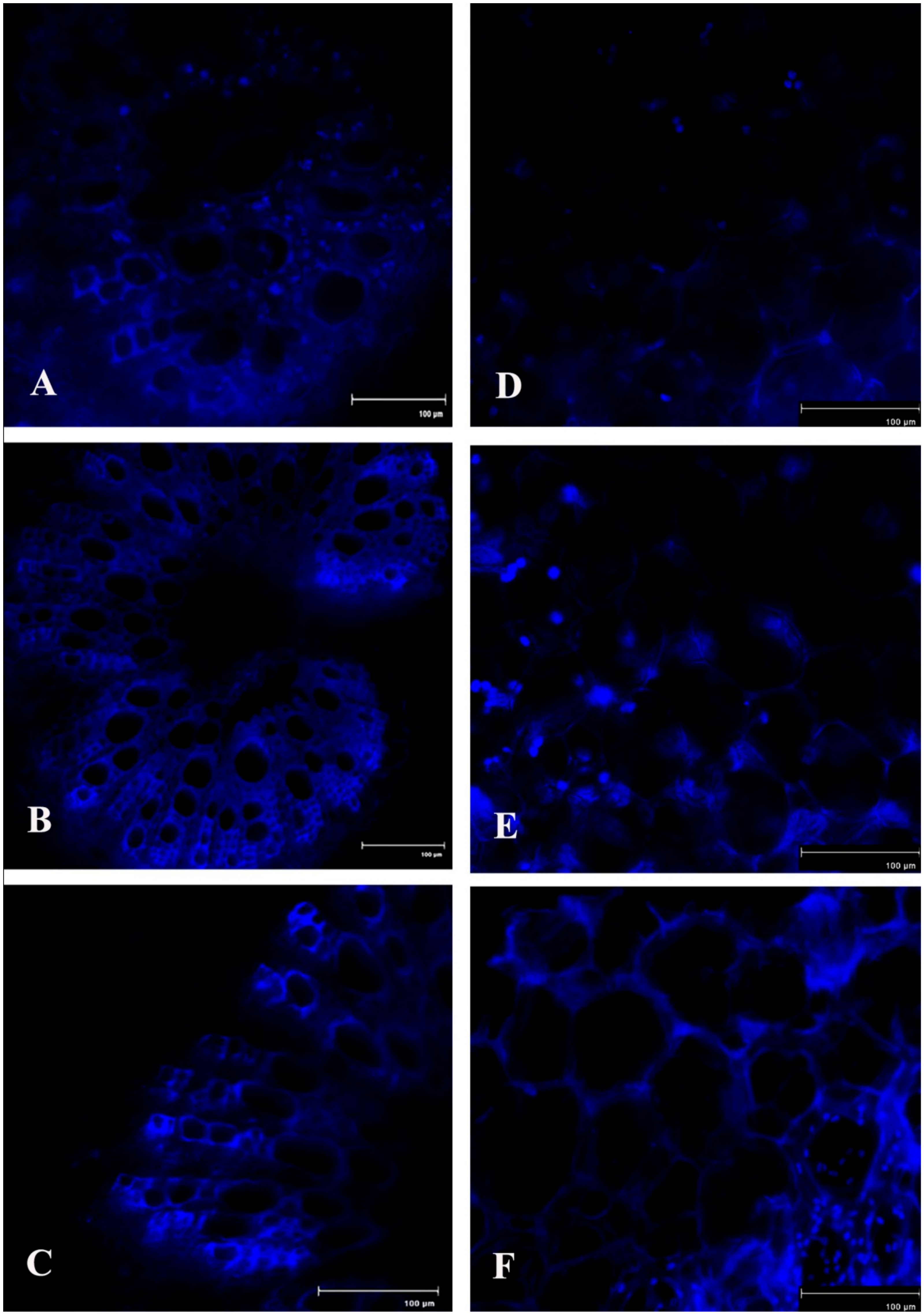 Plants 08 00345 g012