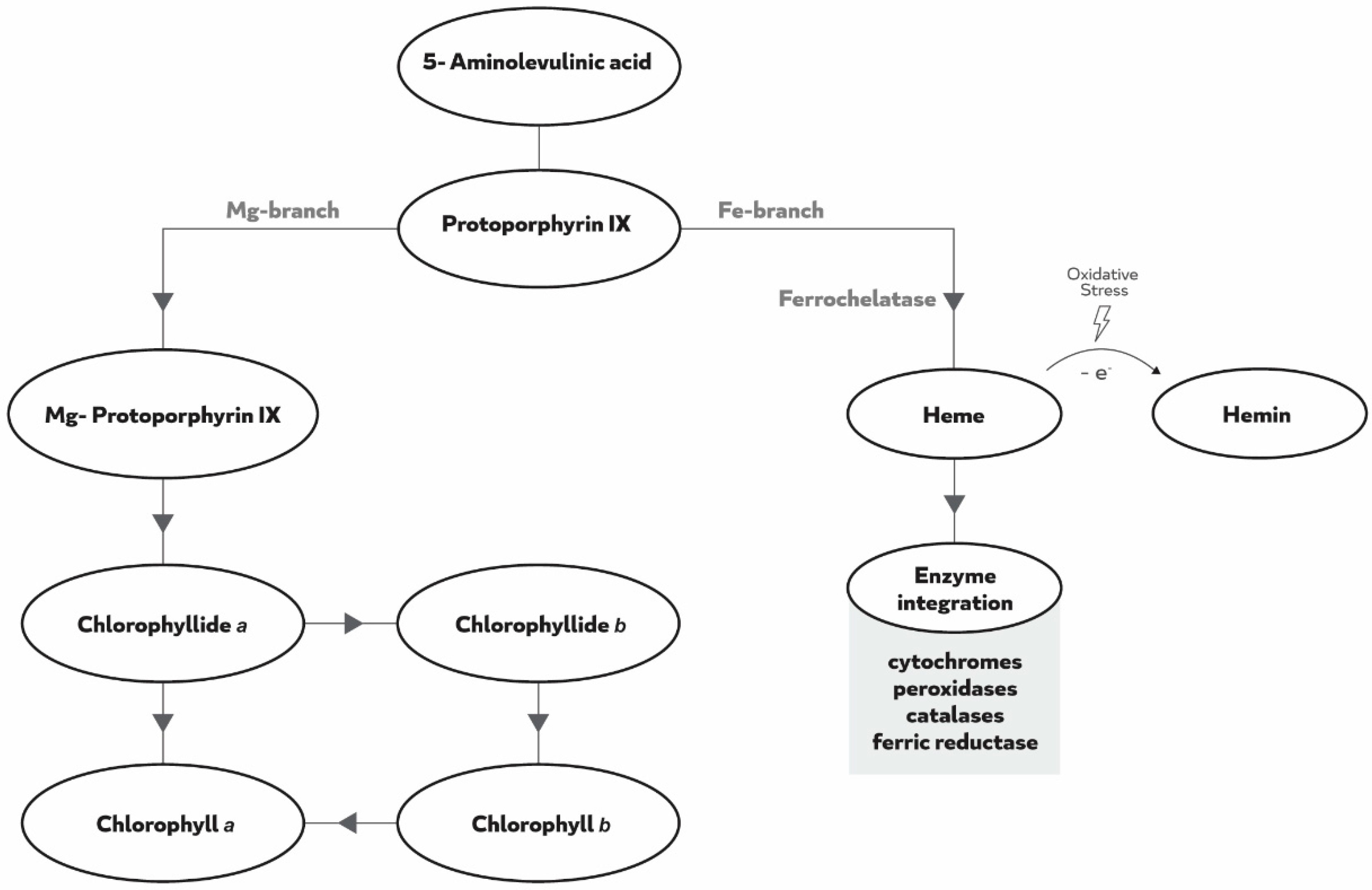 Plants 08 00348 g001