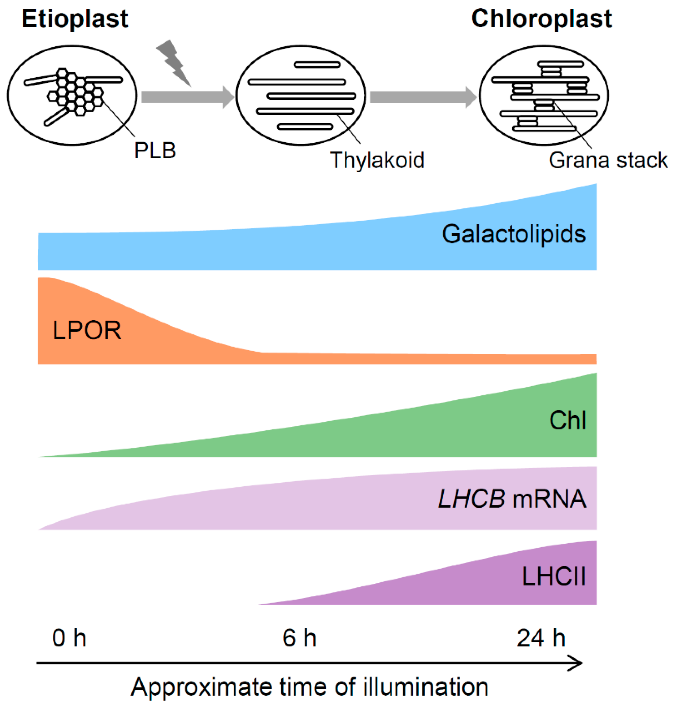 Plants 08 00357 g006