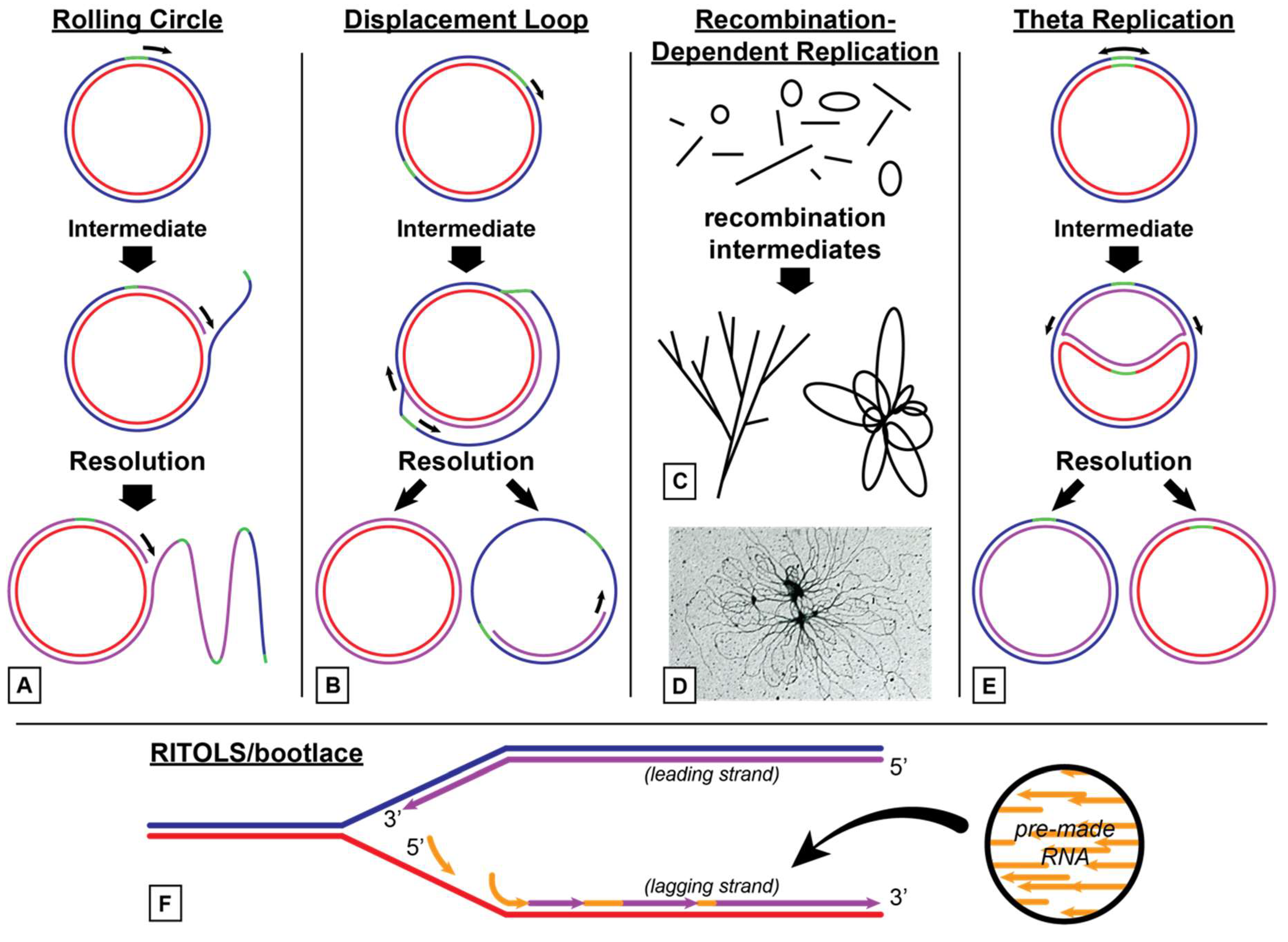 Plants Free Full Text Plant Organelle Genome Replication Html