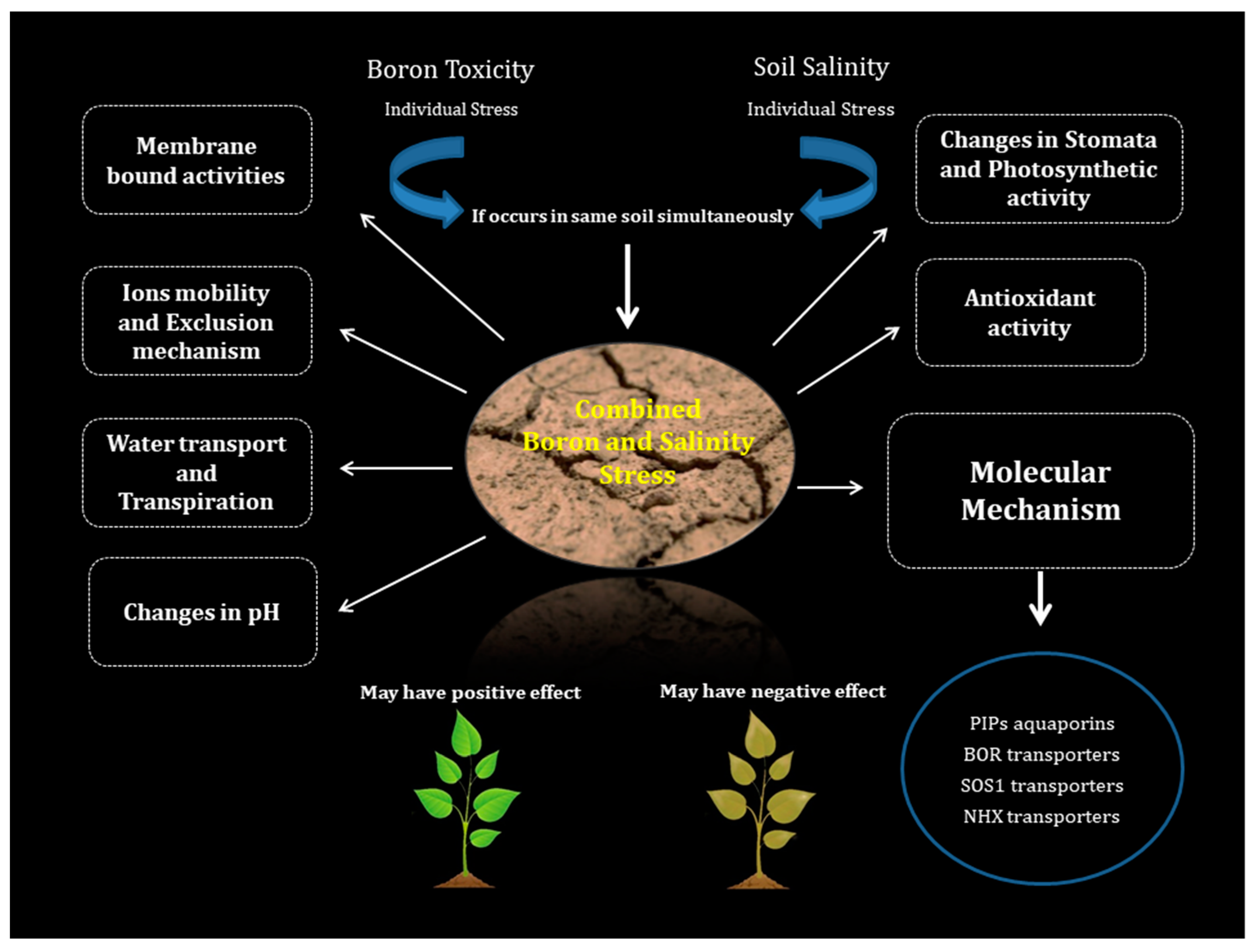 Plants 08 00364 g001