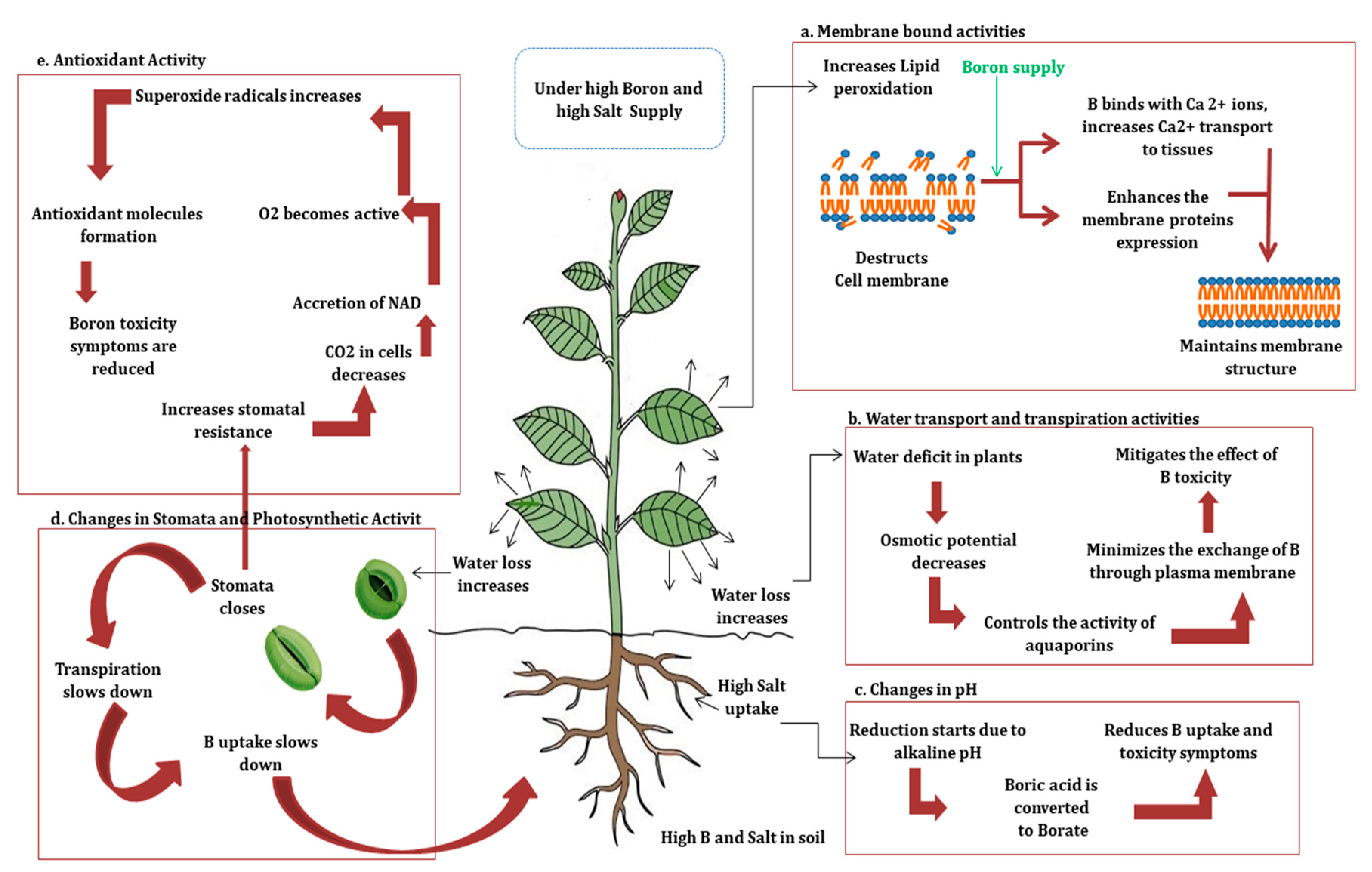 Plants 08 00364 g002