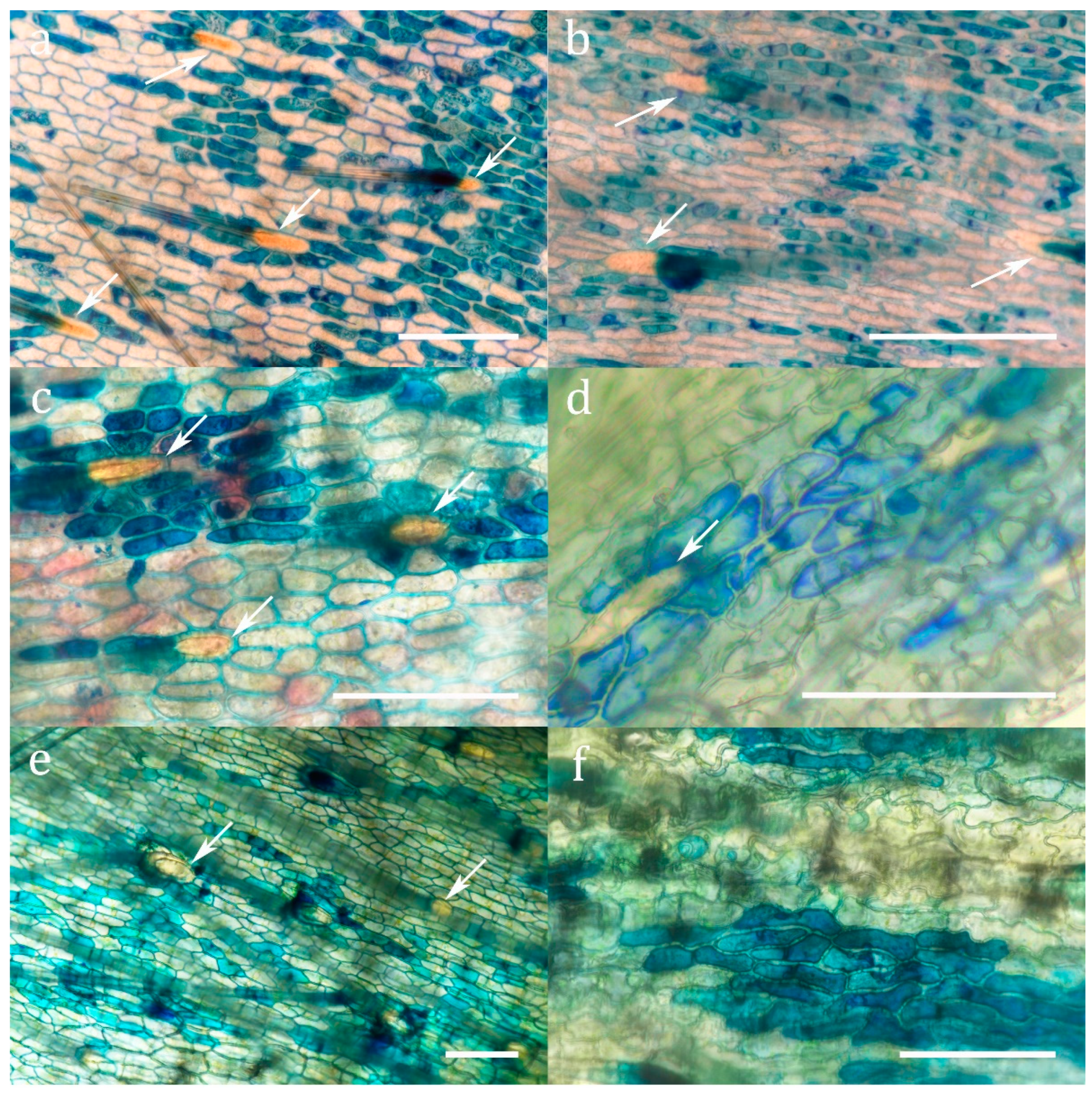 Plants 08 00367 g002