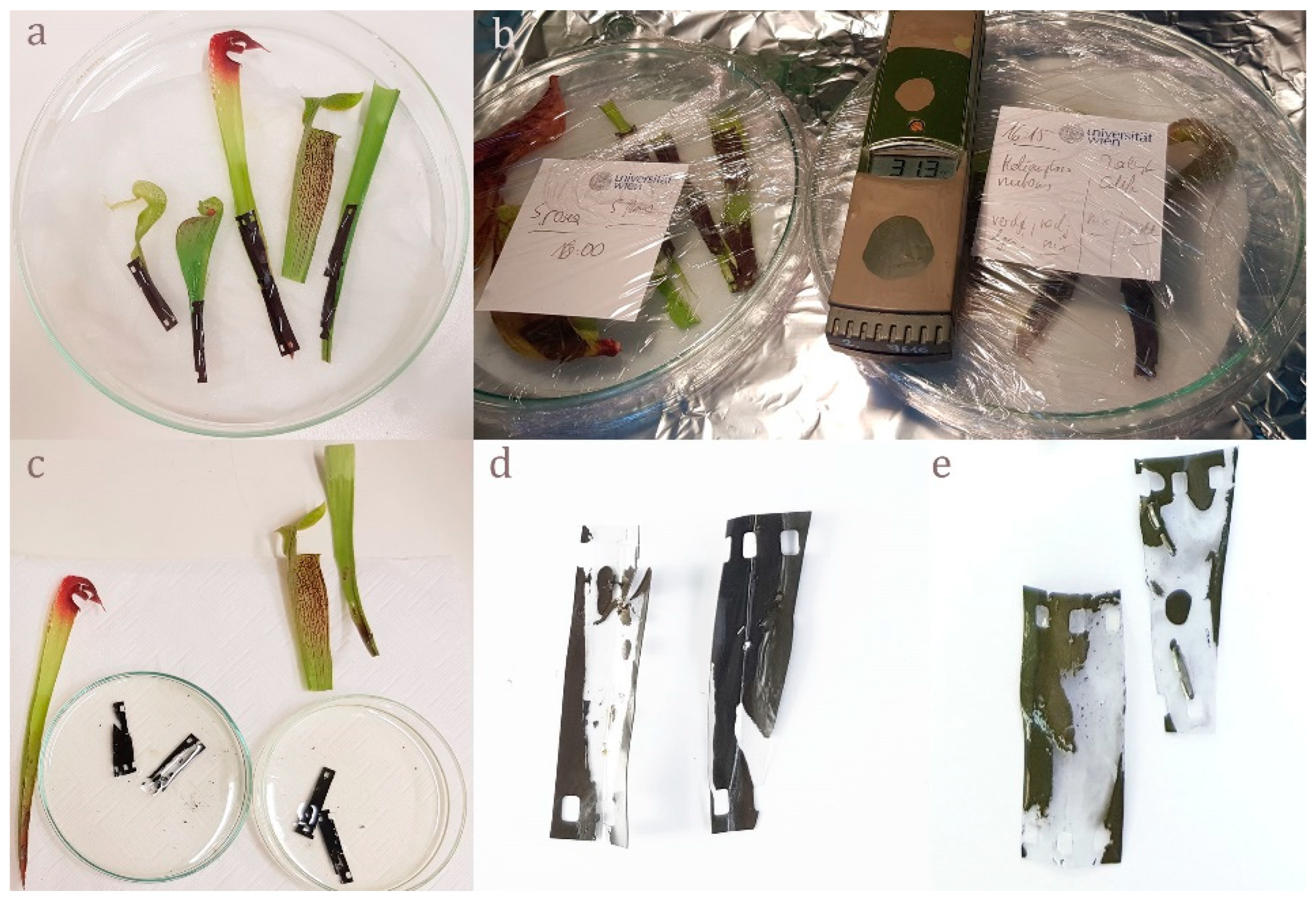 Plants 08 00367 g003