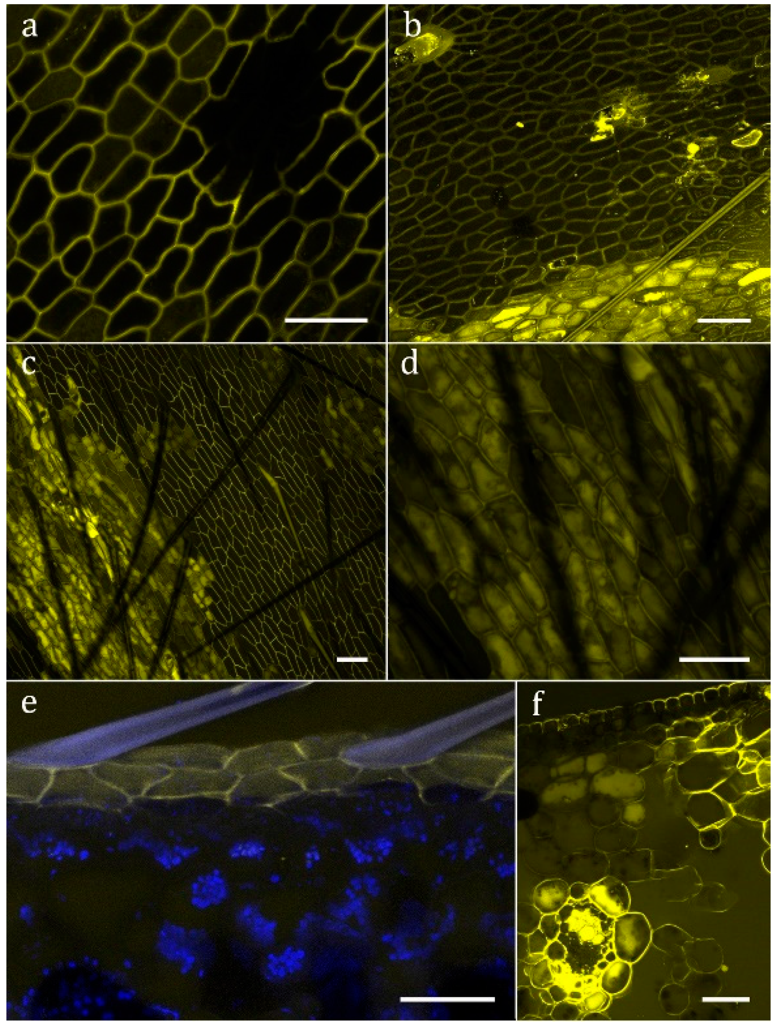 Plants 08 00367 g004