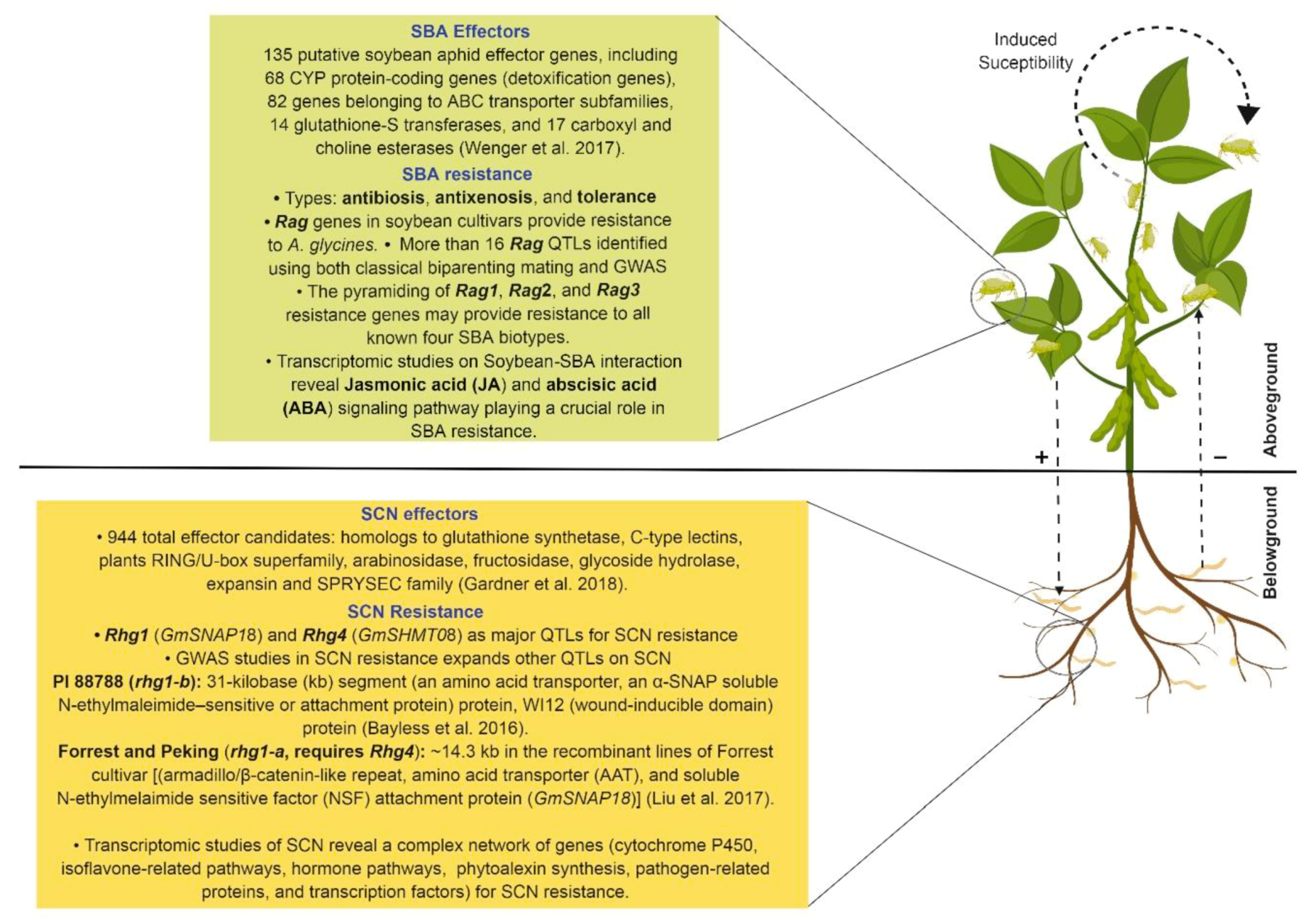 Plants | Free Full-Text | Molecular Basis of Soybean Resistance to 