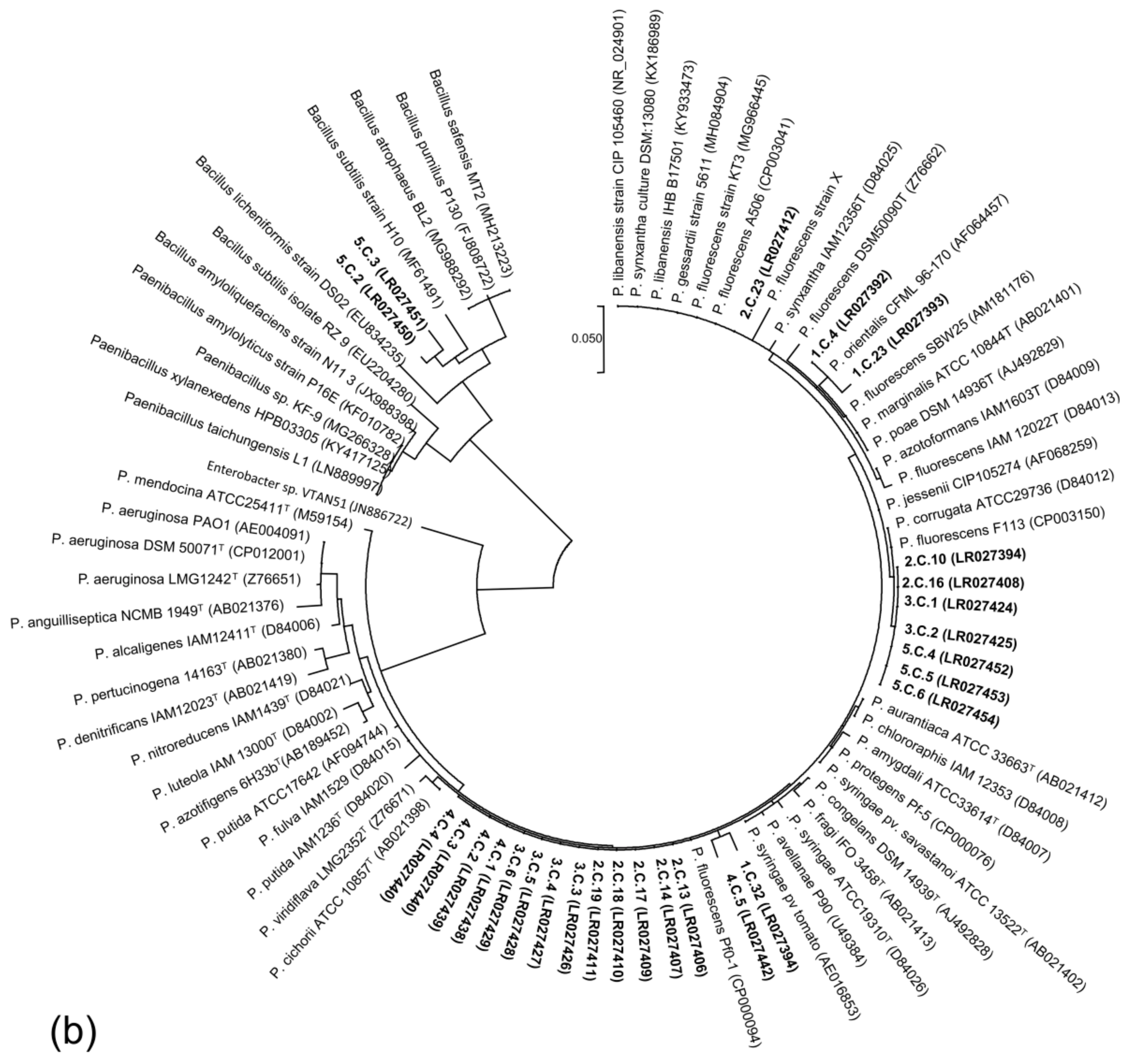 Plants 08 00379 g007b Plants 08 00379 g007b