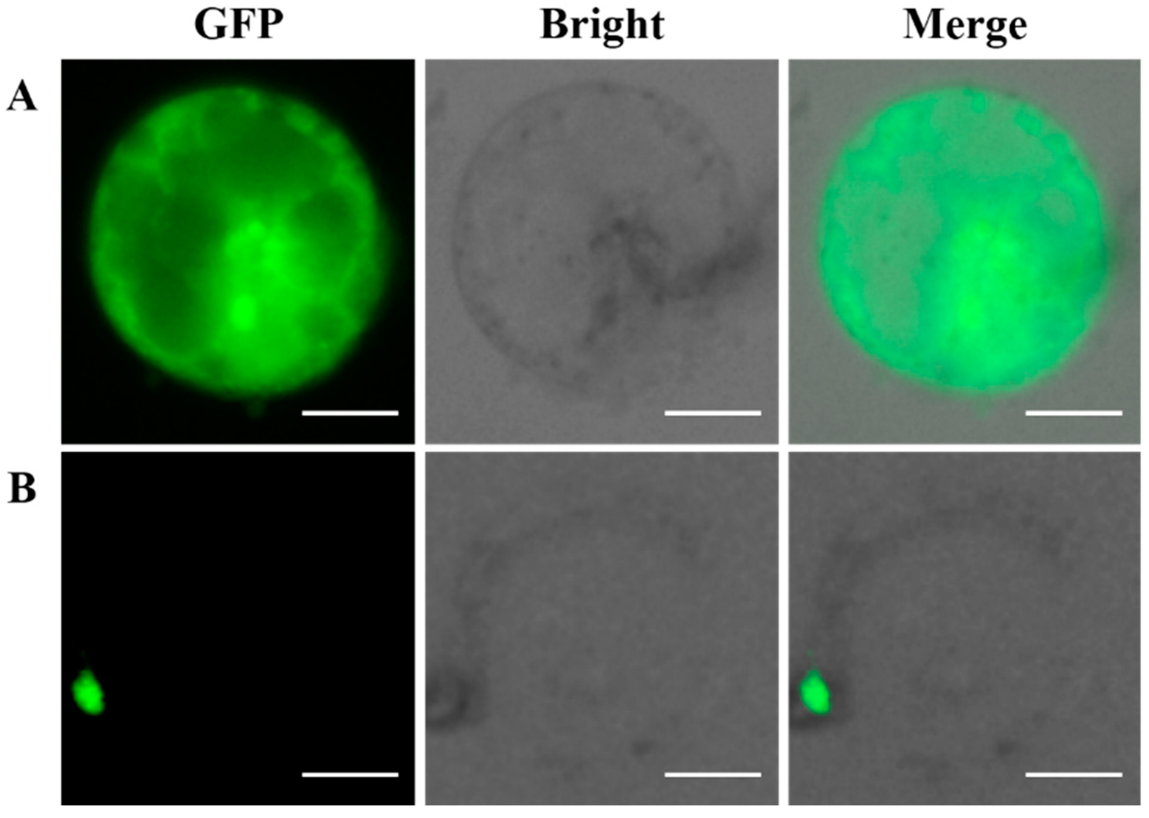 Plants 08 00385 g008