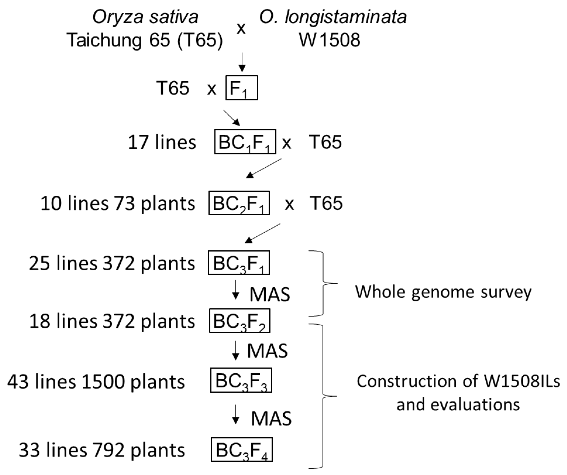 Plants 08 00388 g002