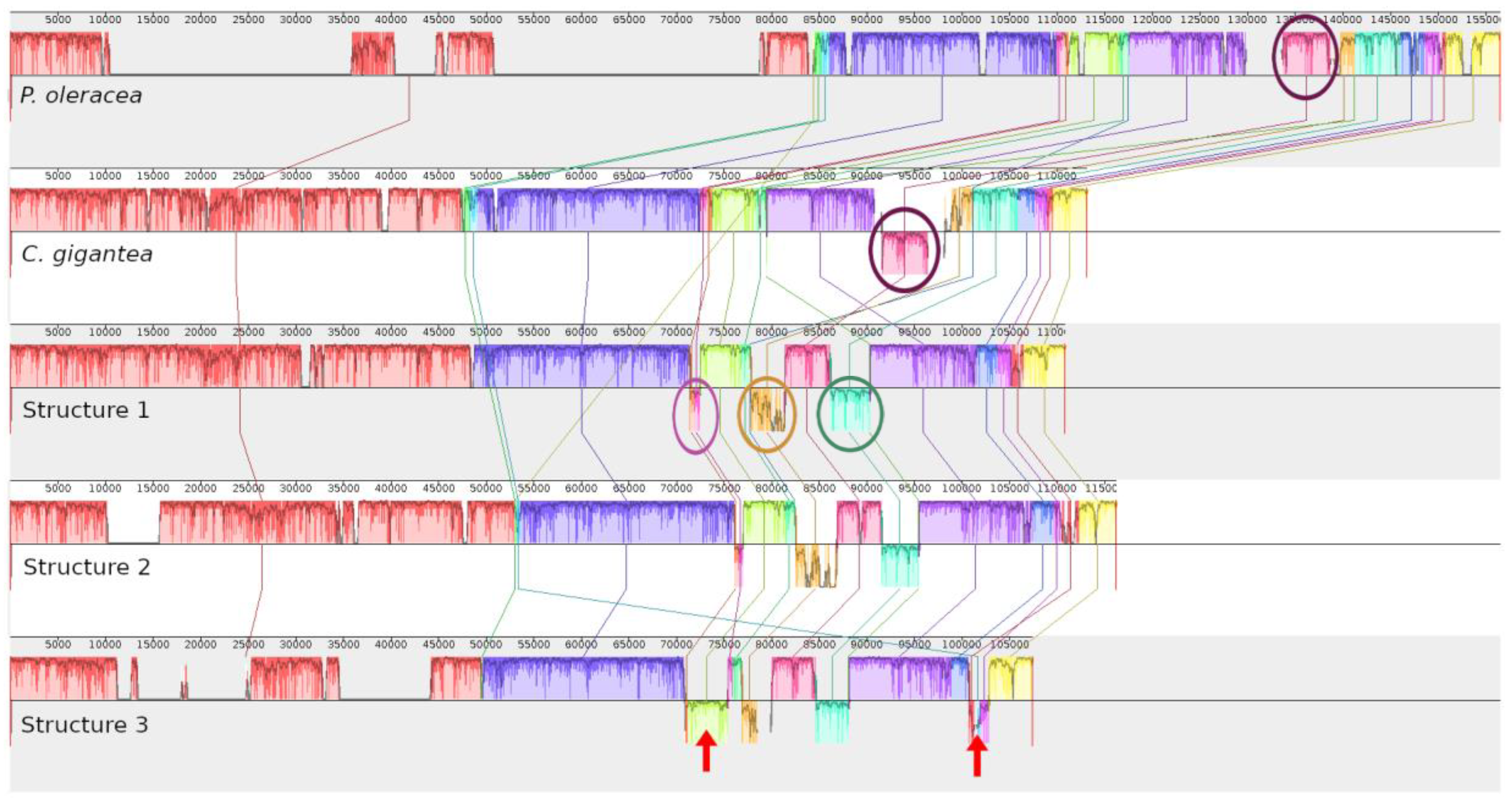 Plants 08 00392 g002