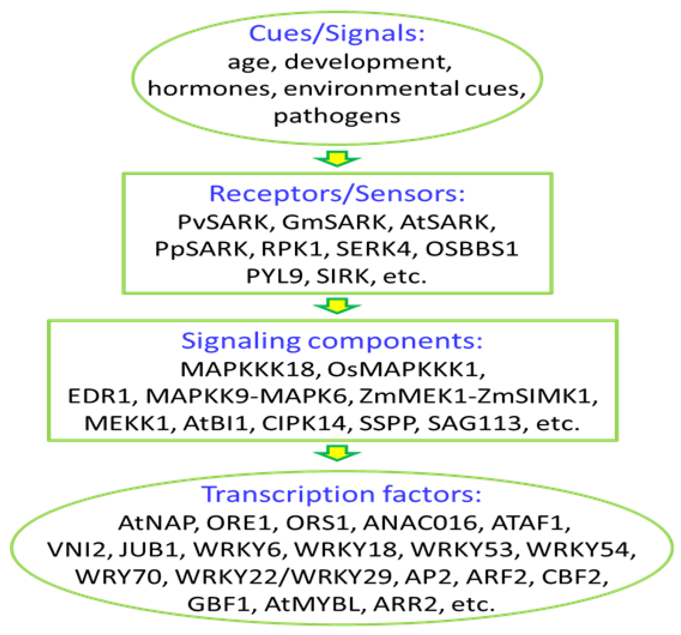 Plants 08 00405 g001