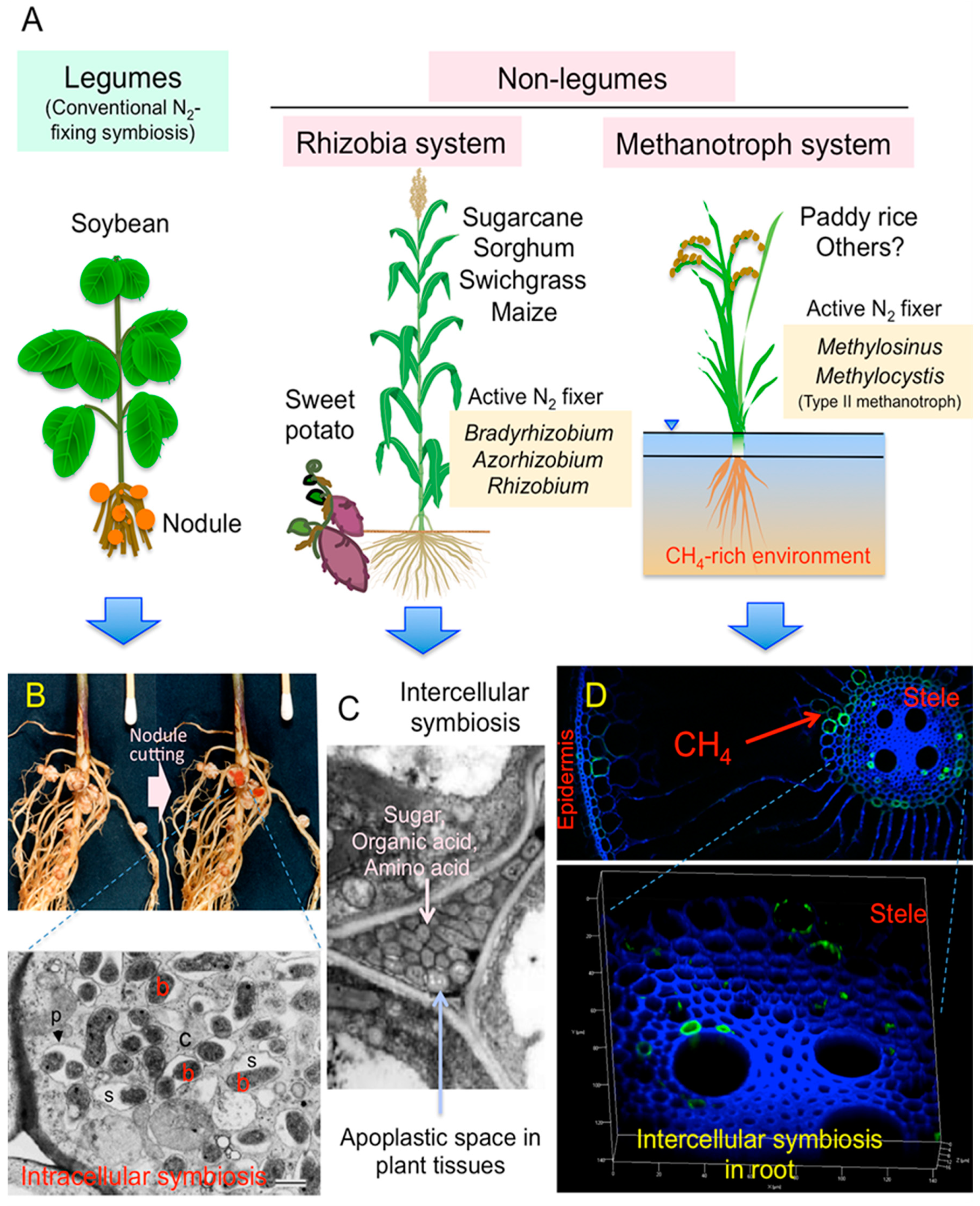 Plants | Free Full-Text | Molecular Analyses of the Distribution and Function of Diazotrophic Rhizobia and Methanotrophs in the Tissues and Rhizosphere of Non-Leguminous Plants | HTML