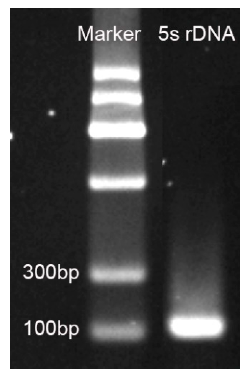 Plants 08 00419 g004 Plants 08 00419 g004