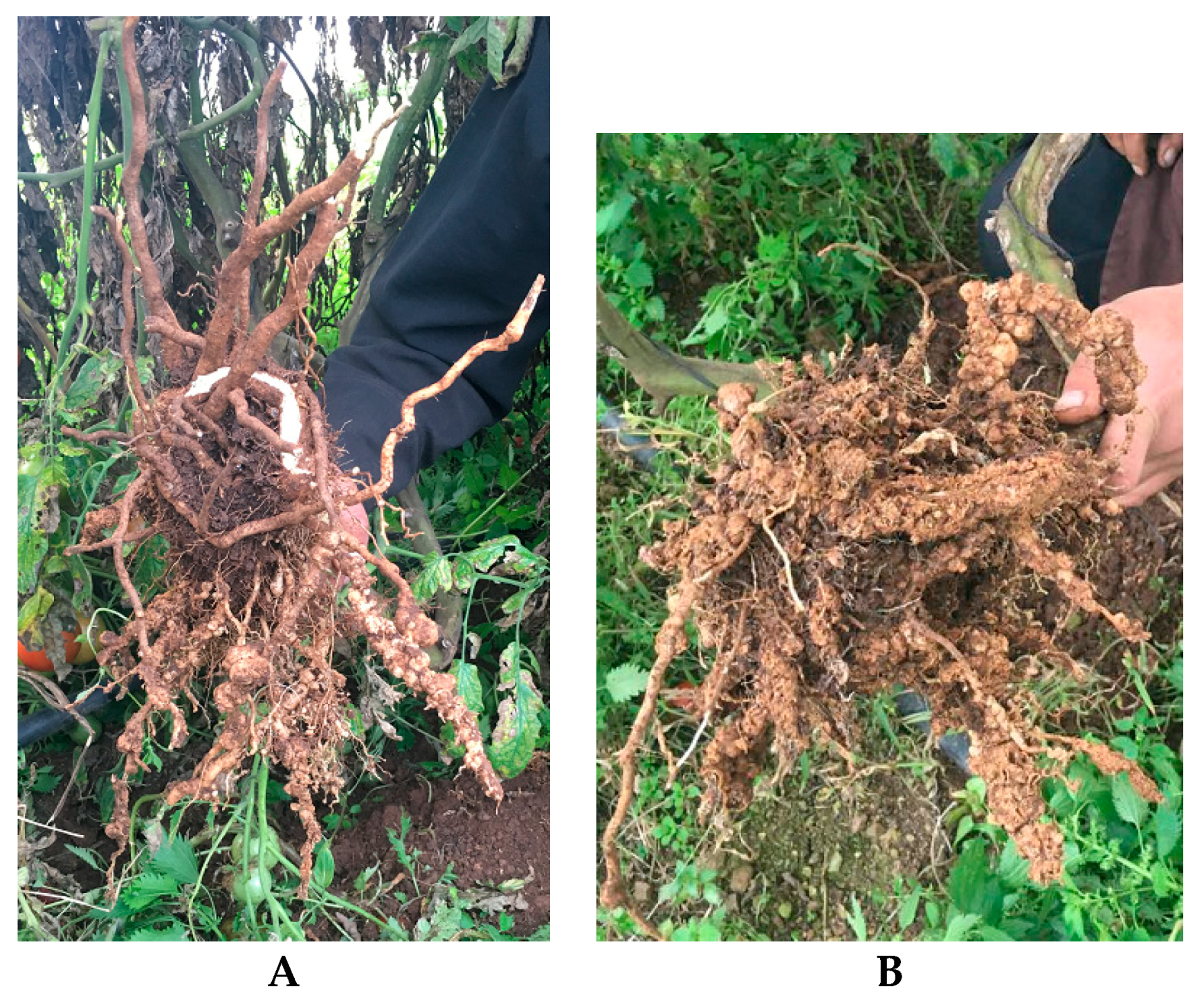 Plants 08 00445 g006 Plants 08 00445 g006