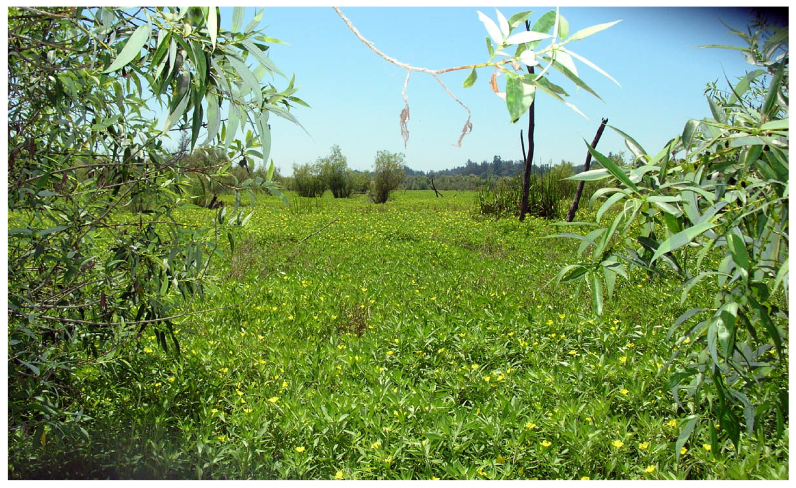 Plants 08 00451 g004 550