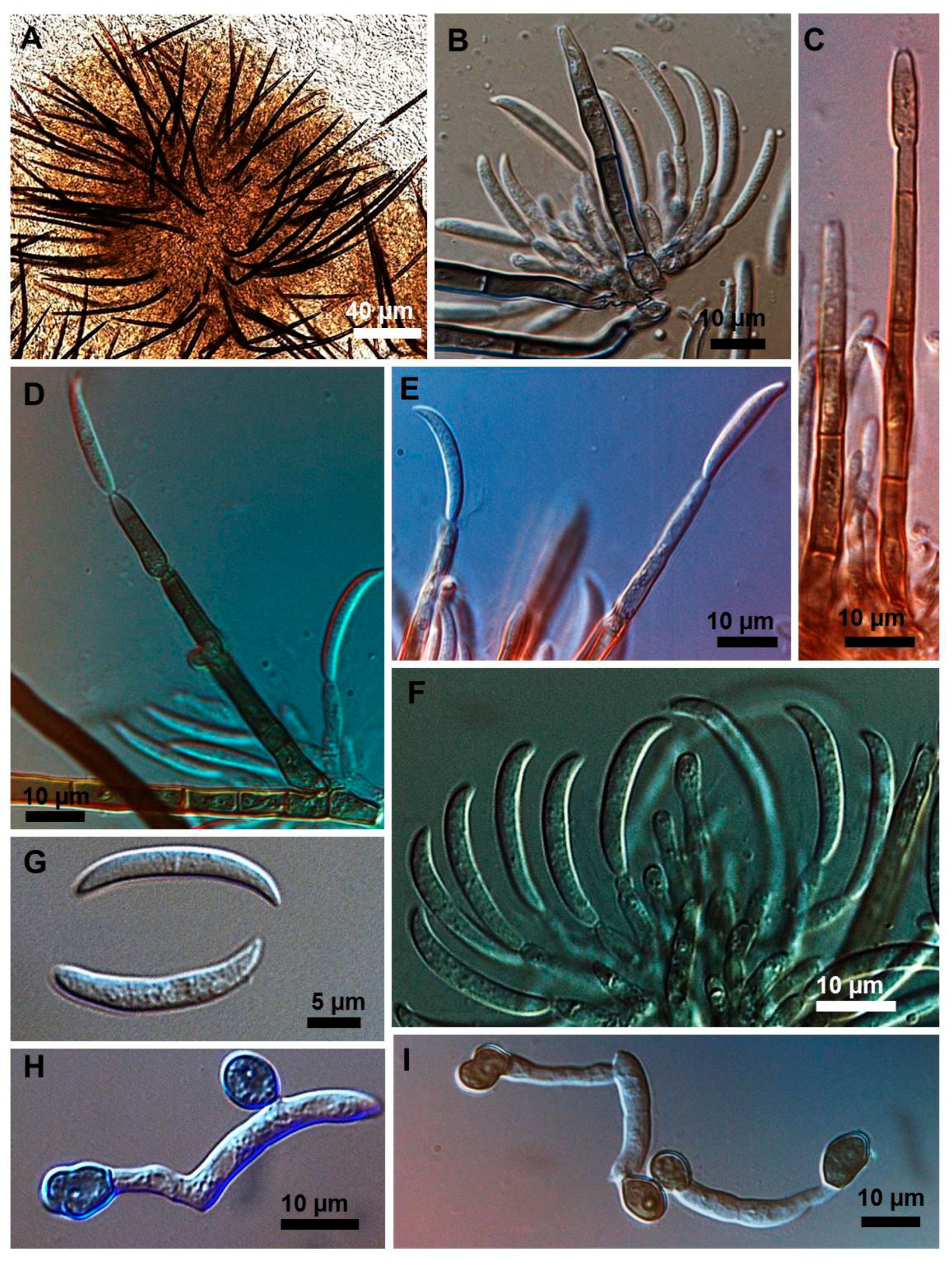 Plants 08 00459 g002 550