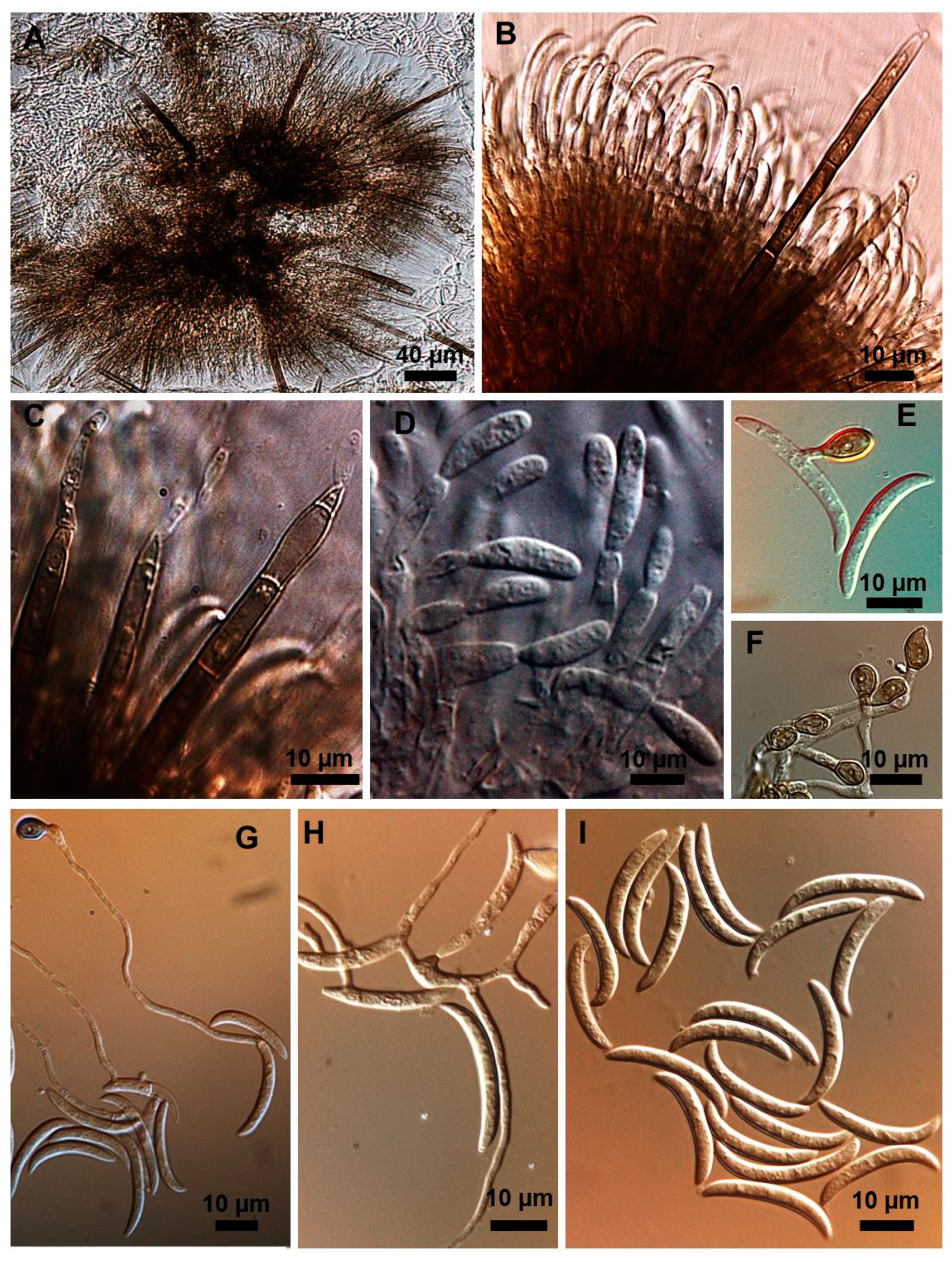 Plants 08 00459 g003 550