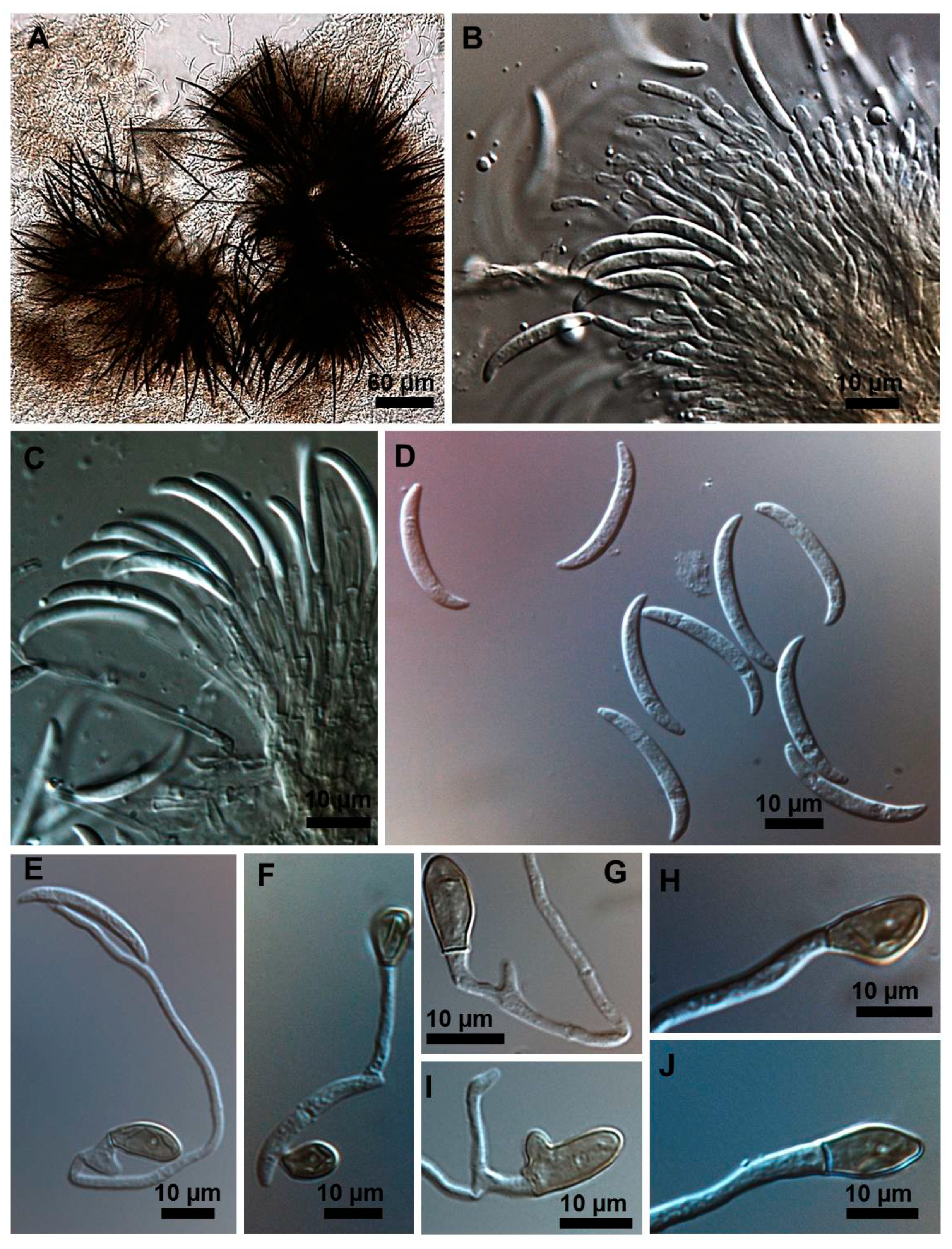 Plants 08 00459 g004 550