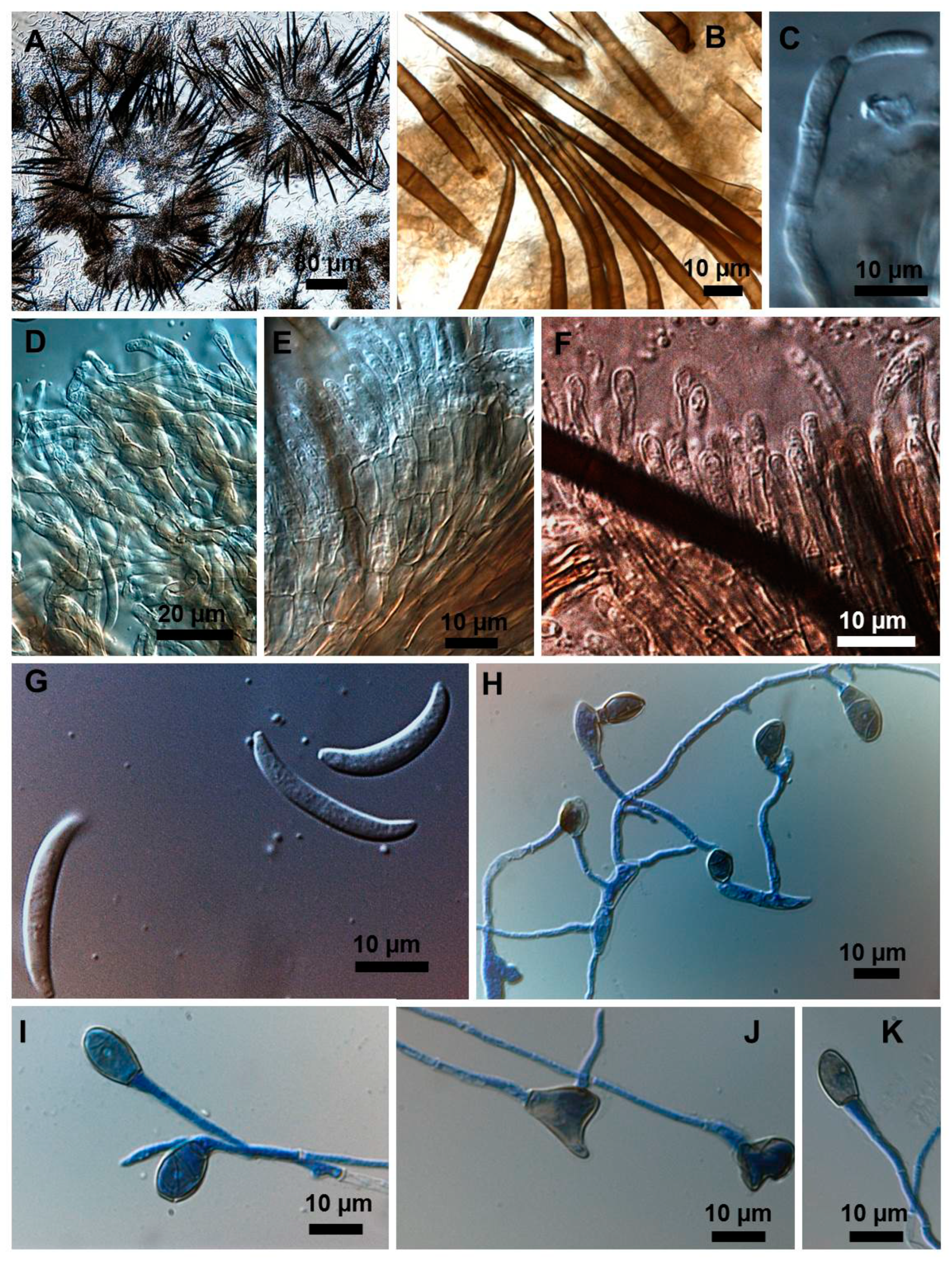 Plants 08 00459 g006 550