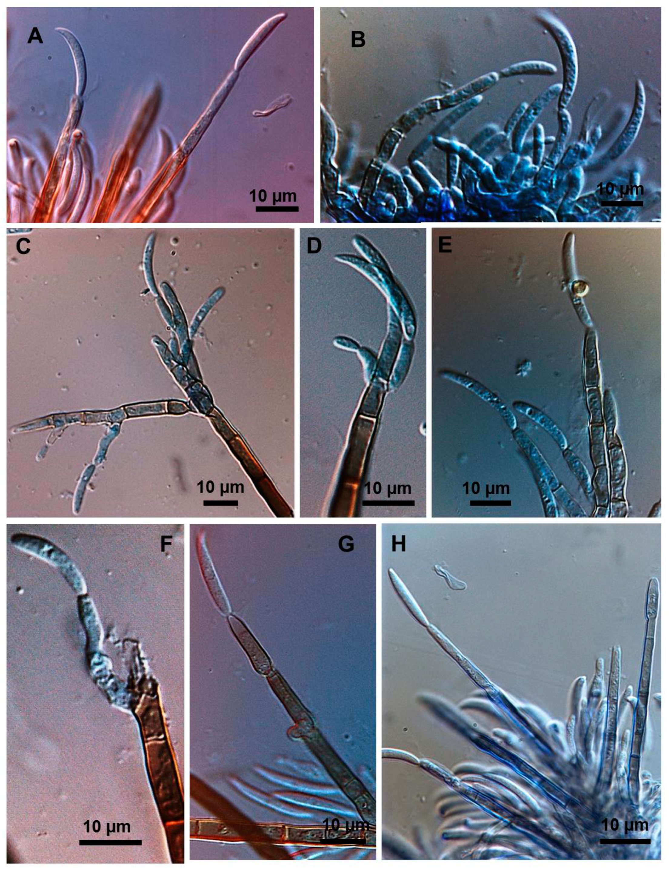 Plants 08 00459 g007 550