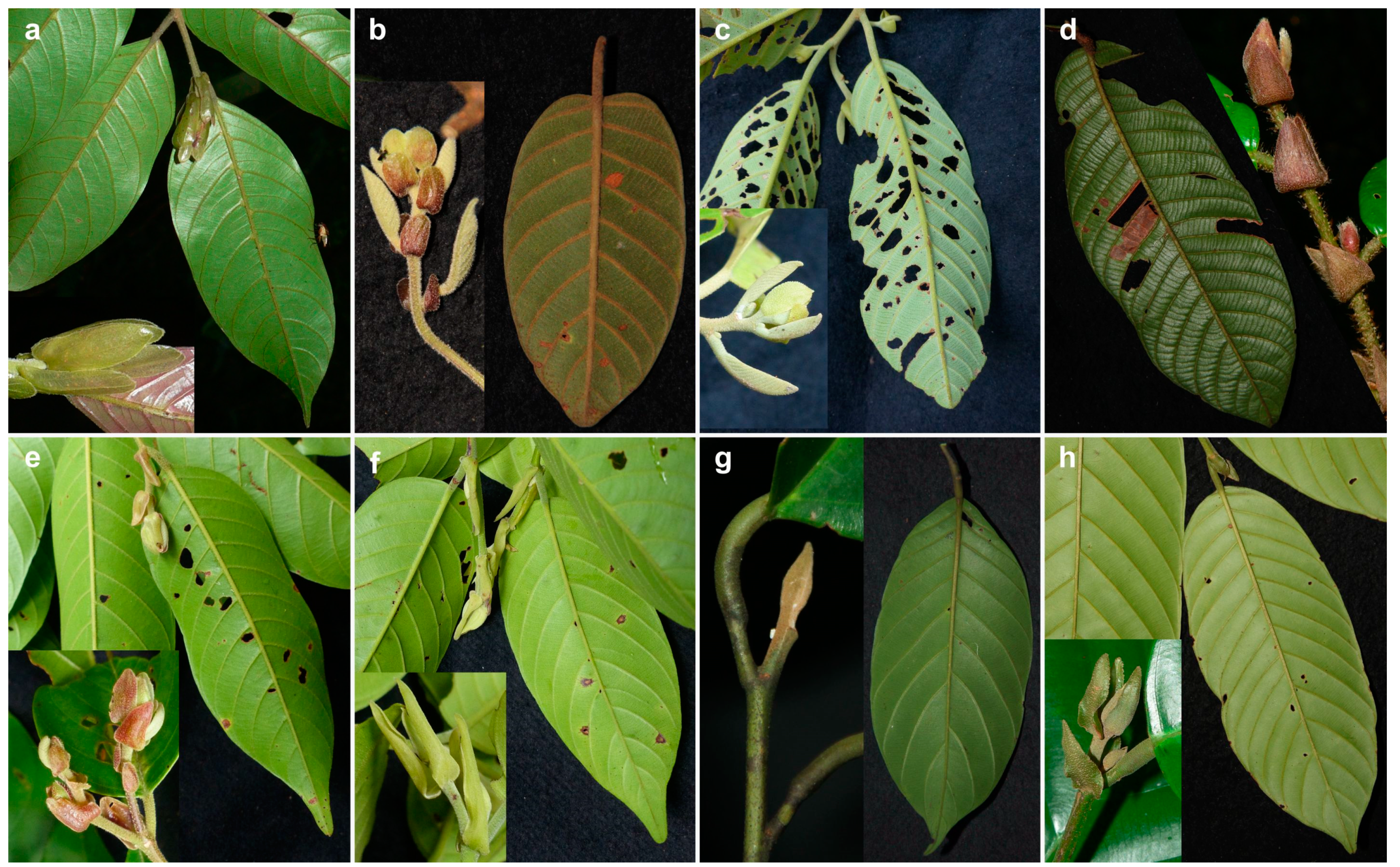 Plants 08 00461 g001