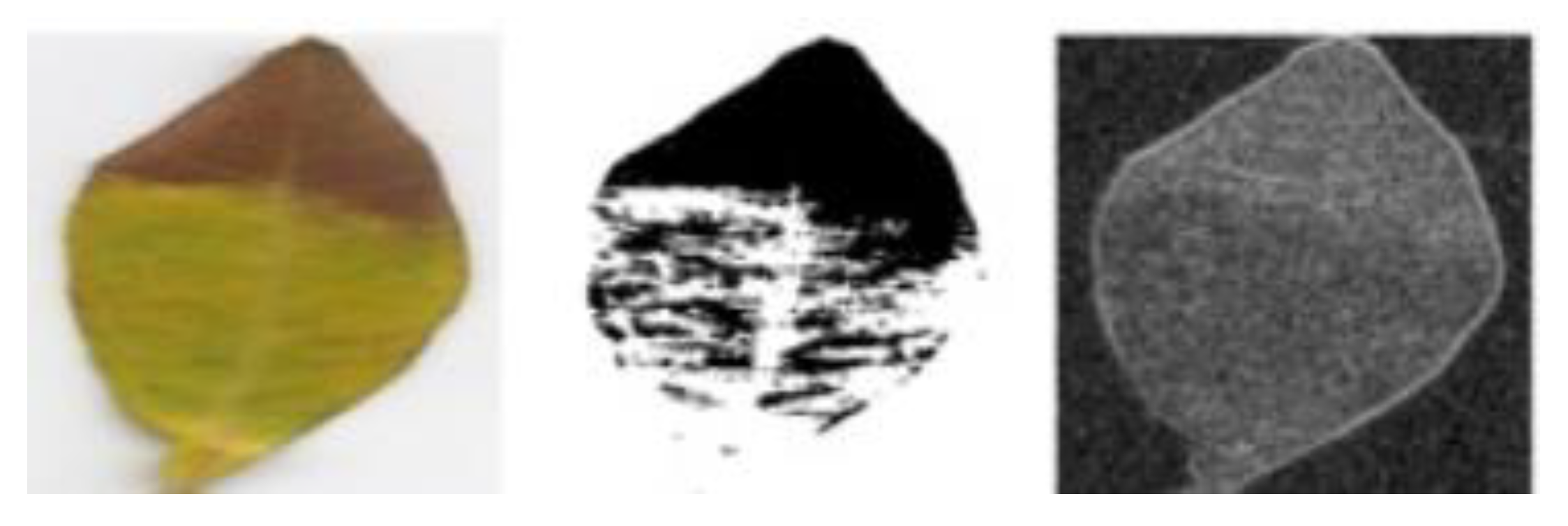 Plants 08 00468 g011