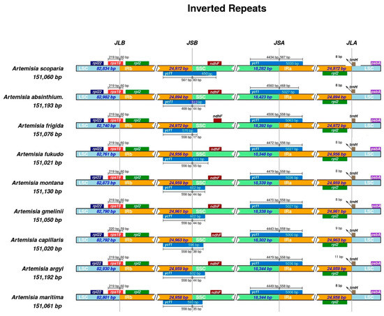 Chloroplast Genome Sequence of Artemisia scoparia: Comparative