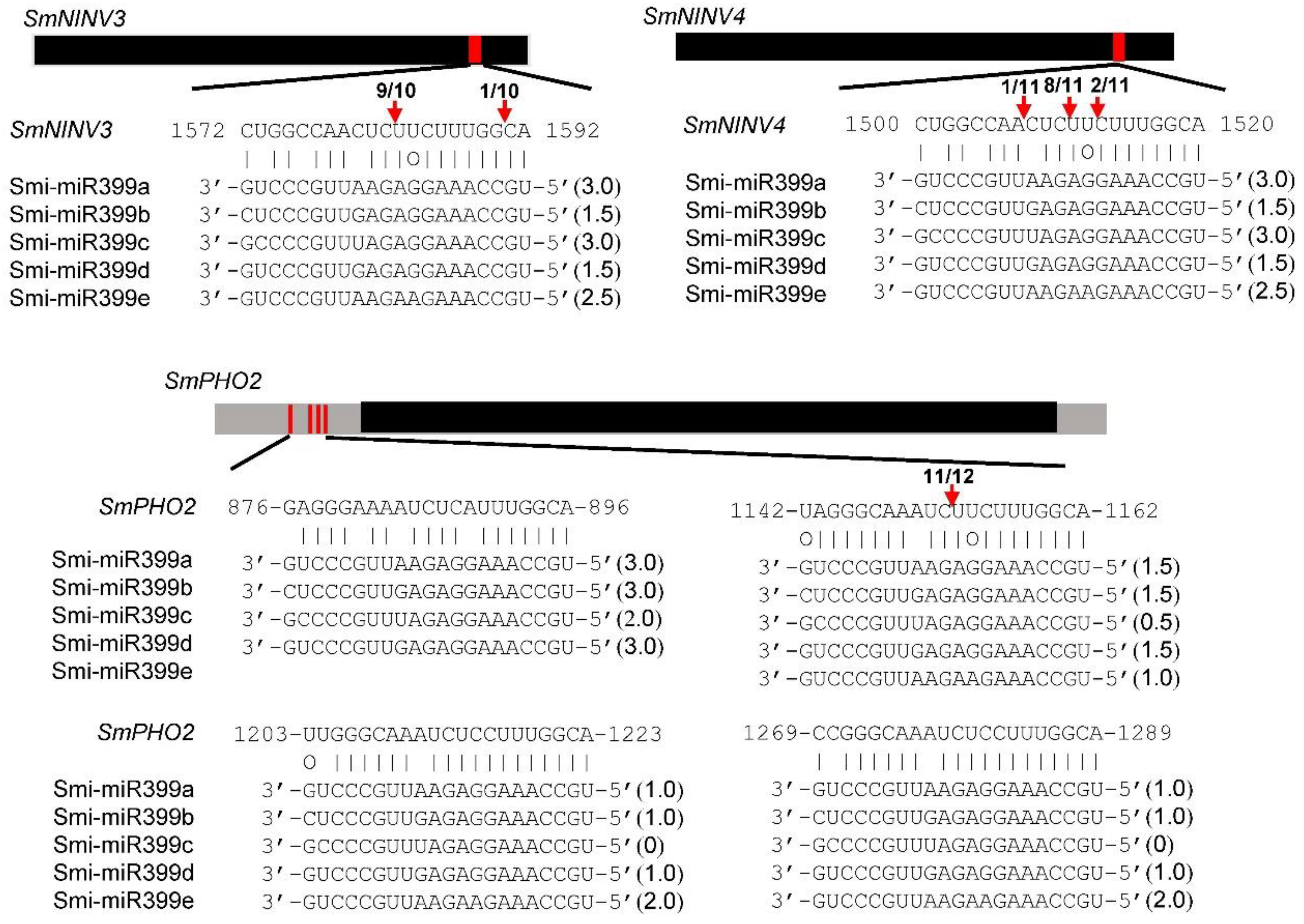 Plants 08 00490 g009