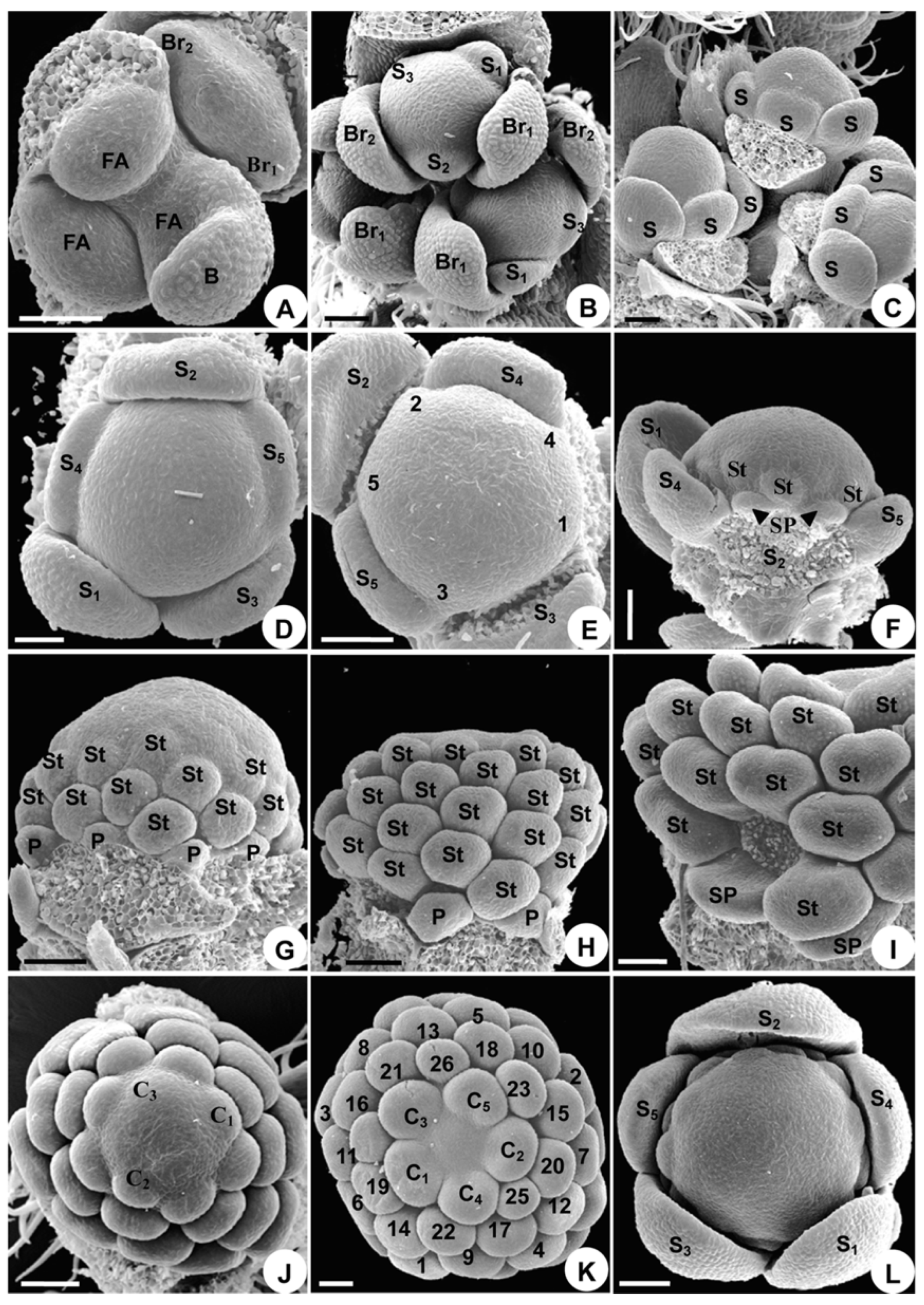 Plants 08 00493 g002 Plants 08 00493 g002