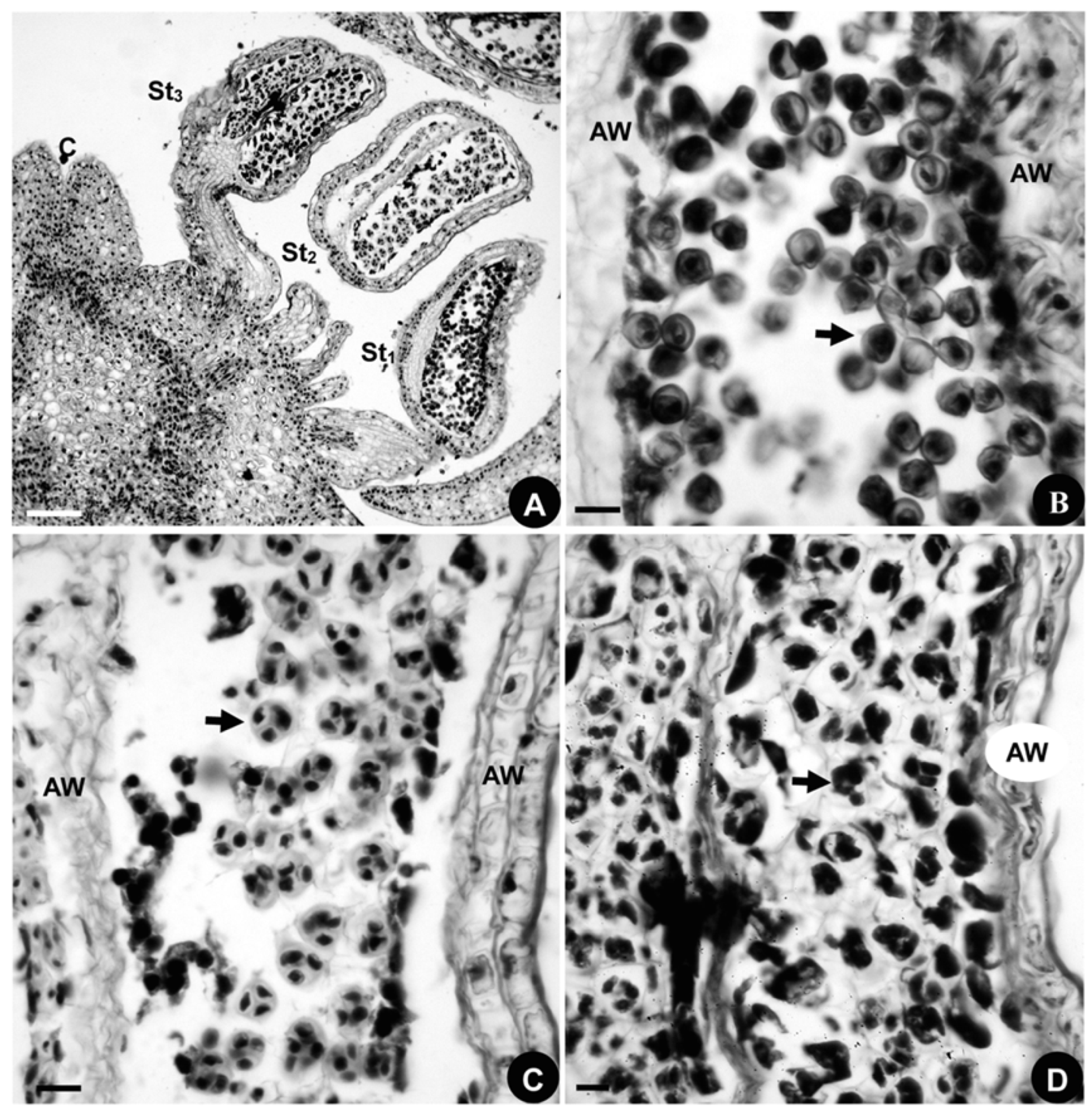 Plants 08 00493 g004 Plants 08 00493 g004